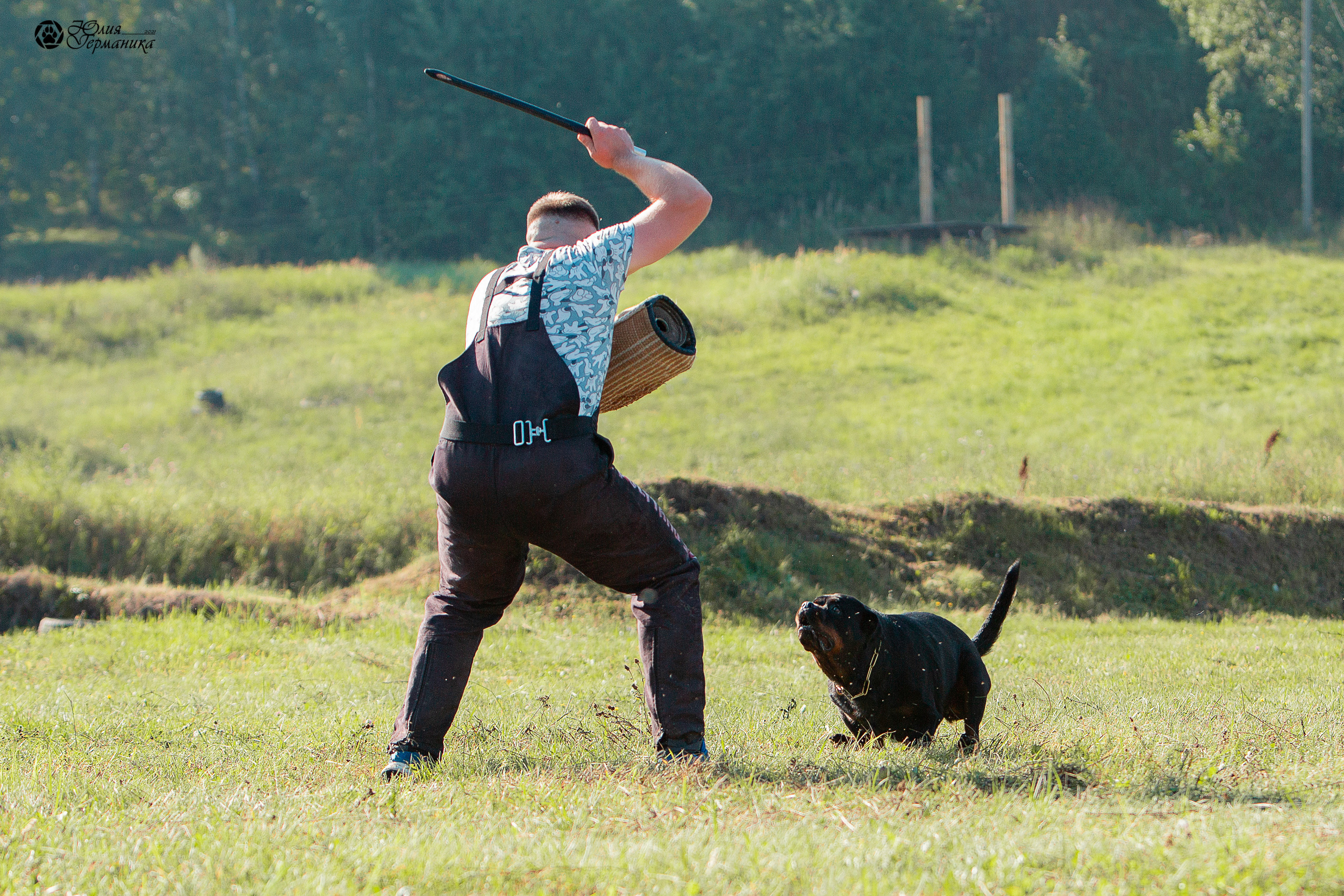 Рязань,Ховрино 14-15 августа 2021 моно ротвейлеров. Фотограф-анималист Юлия Германика