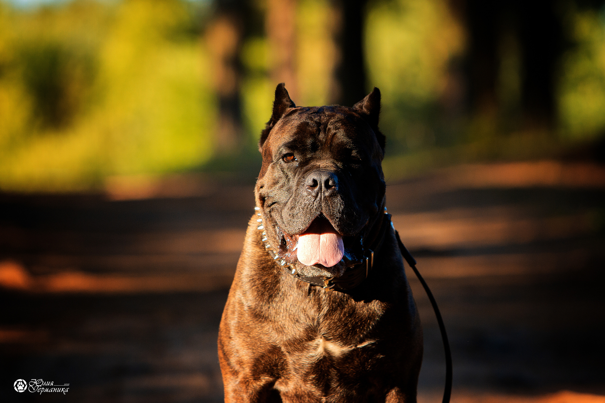 Свободная съемка. Фотограф-анималист Юлия Германика