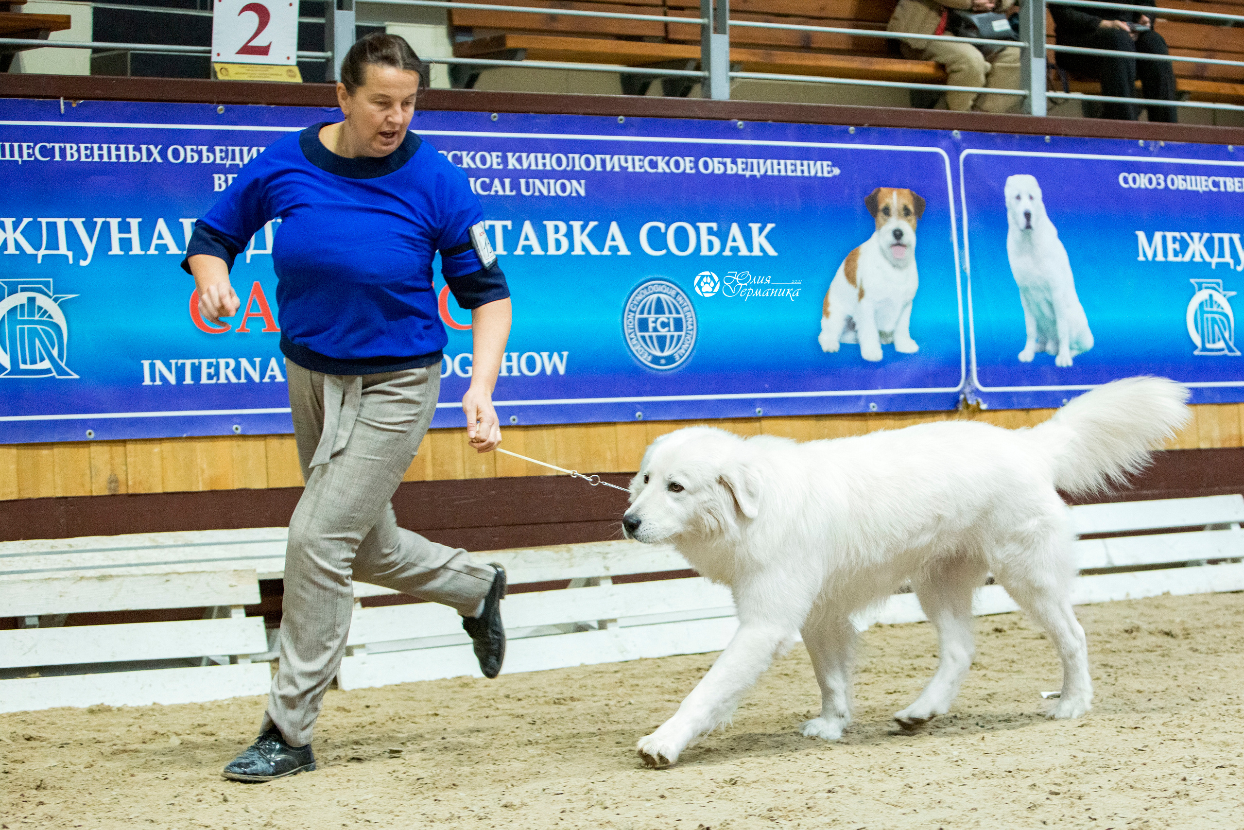 Минск 2хCACIB 27-28 ноября 2021. Фотограф-анималист Юлия Германика