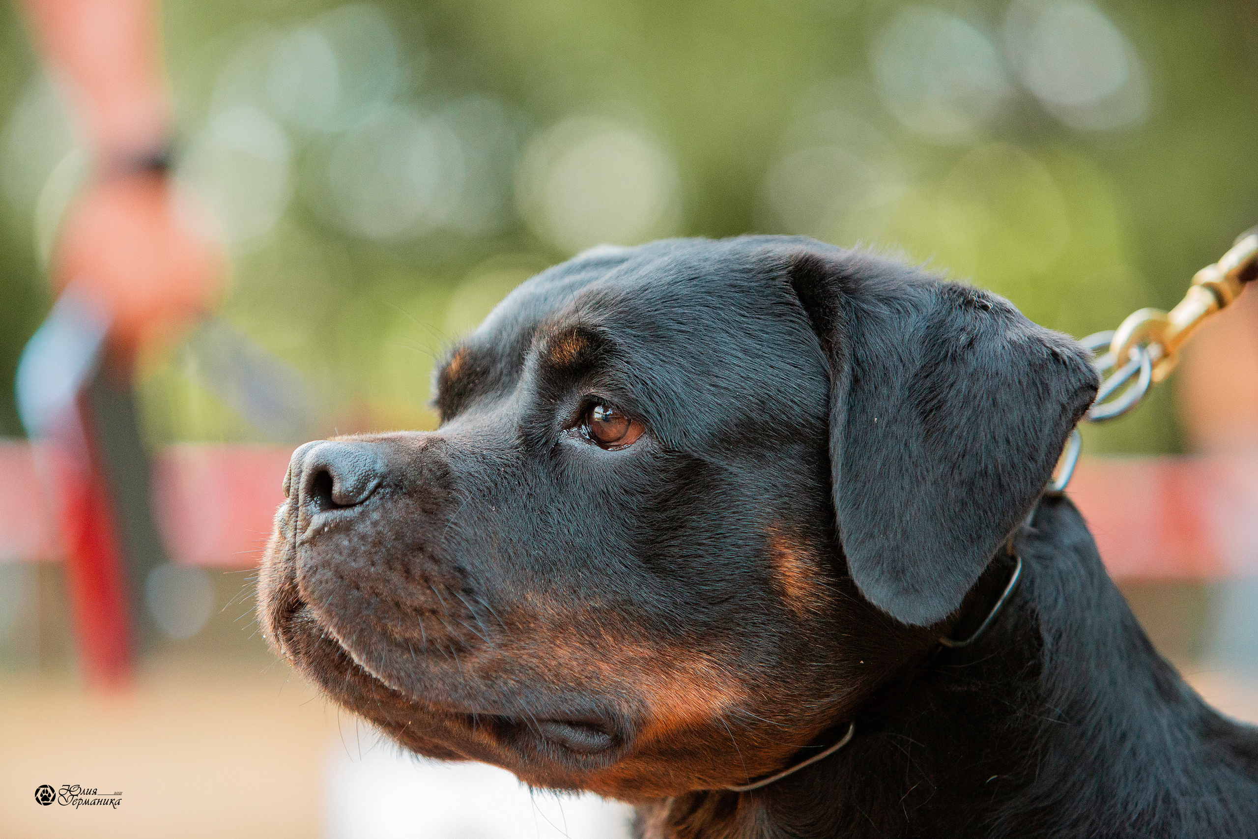 Рязань,Ховрино 14-15 августа 2021 моно ротвейлеров. Фотограф-анималист Юлия Германика