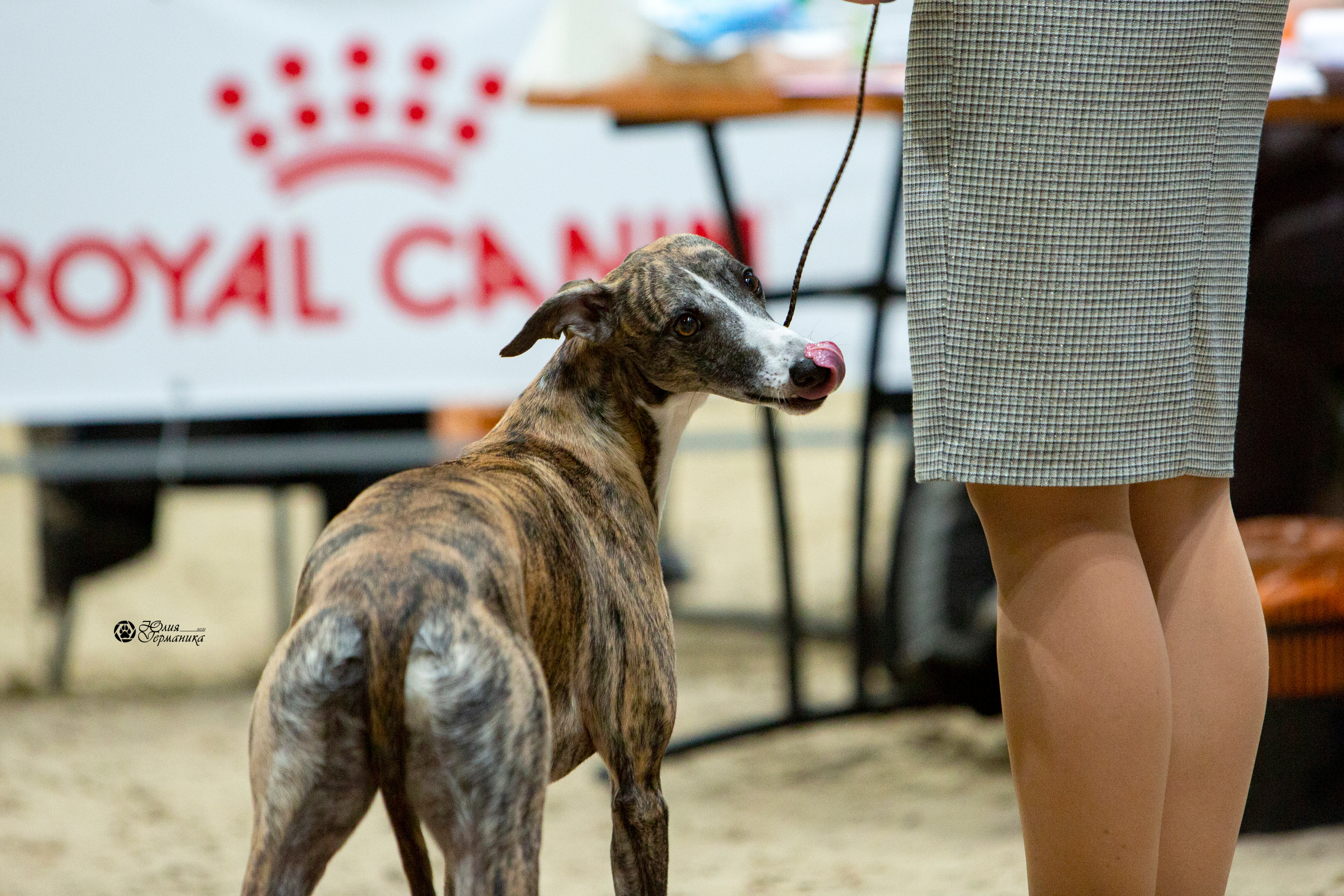 Минск 2хCACIB 27-28 ноября 2021. Фотограф-анималист Юлия Германика