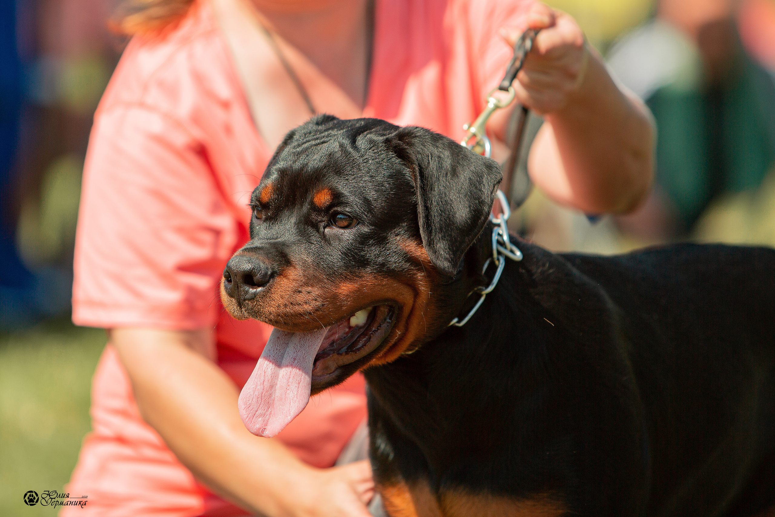 Рязань,Ховрино 14-15 августа 2021 моно ротвейлеров. Фотограф-анималист Юлия Германика