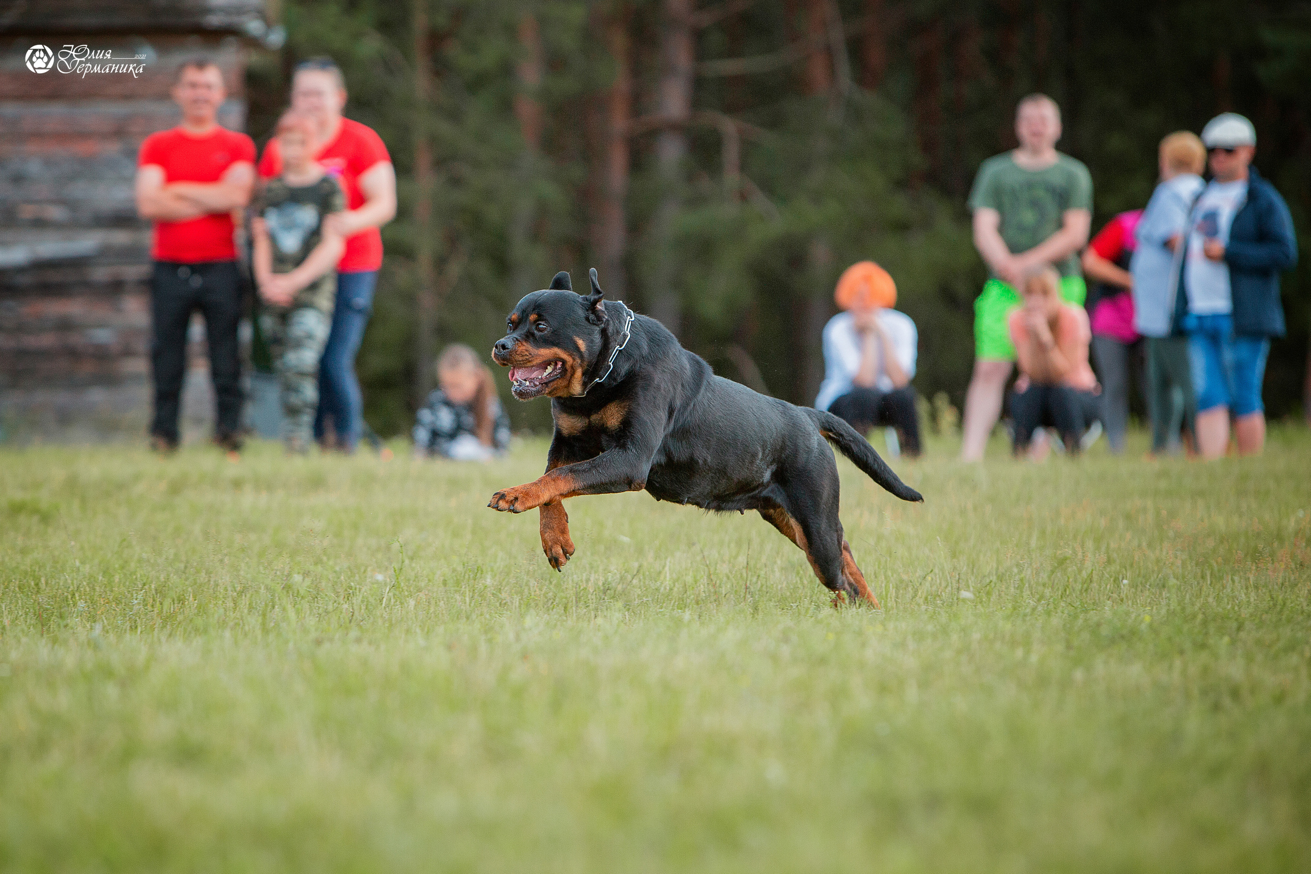 Тверь моно ротвейлеров 3-4 июля 2021. Фотограф-анималист Юлия Германика
