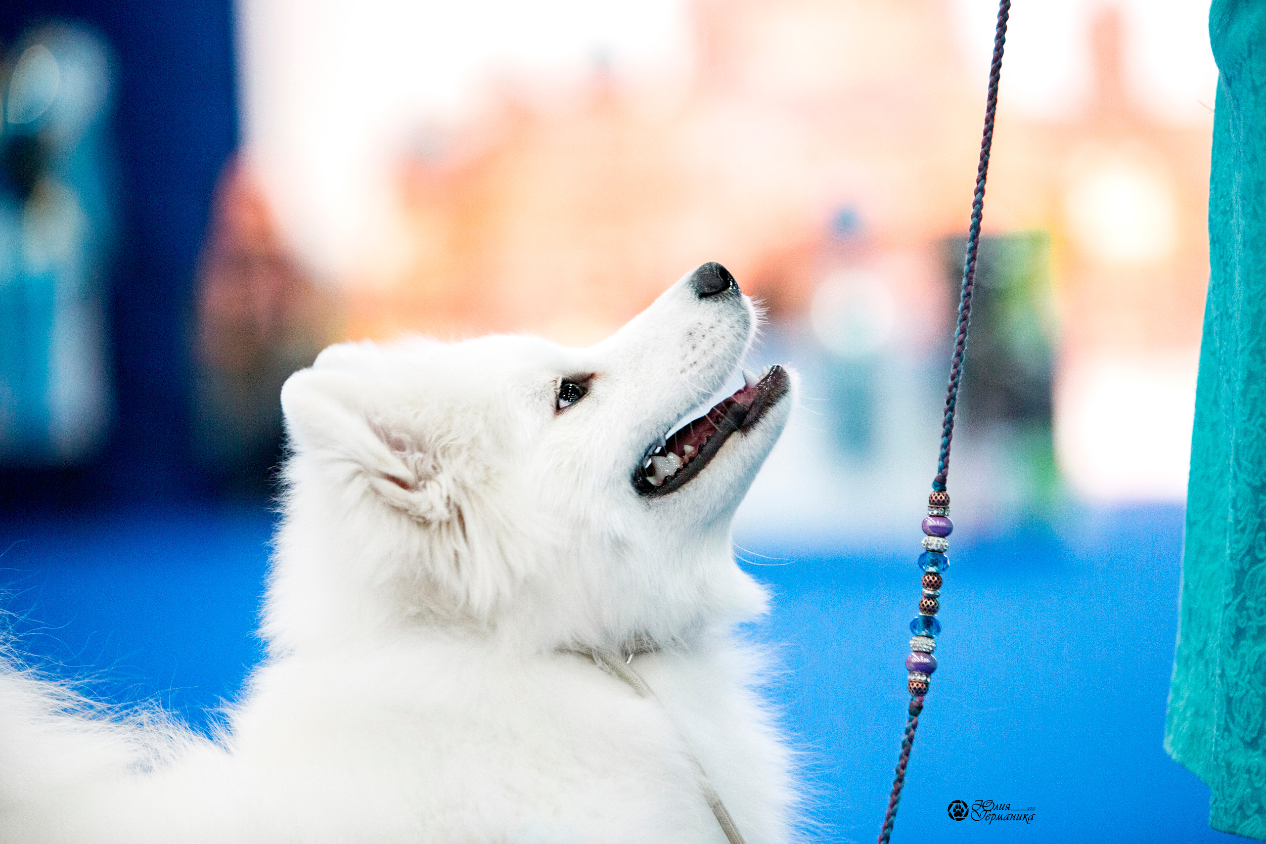 Санкт-Петербург 3хCACIB 10-12 декабря 2021. Фотограф-анималист Юлия Германика