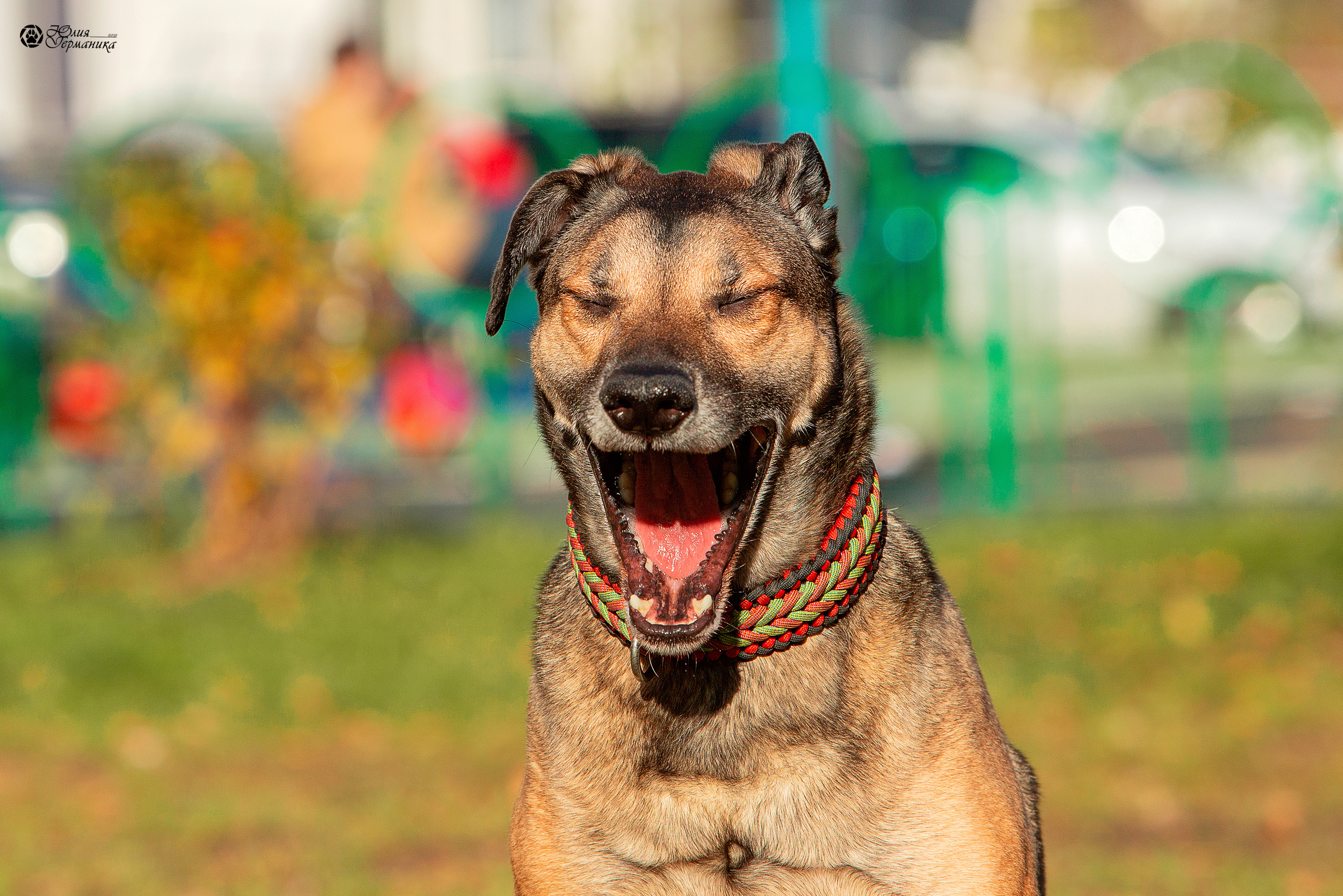 Свободная съемка. Фотограф-анималист Юлия Германика