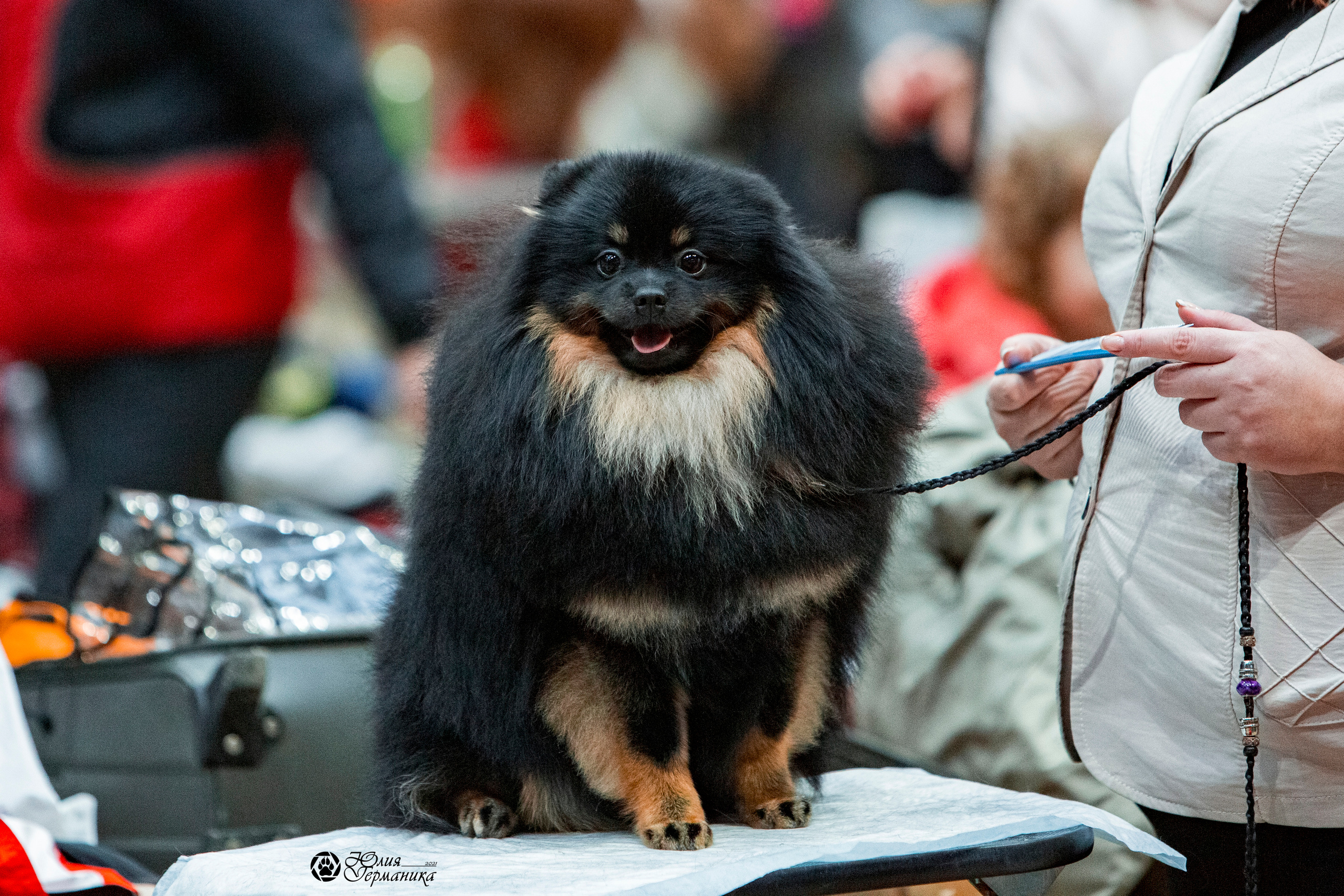 Минск 2хCACIB 27-28 ноября 2021. Фотограф-анималист Юлия Германика