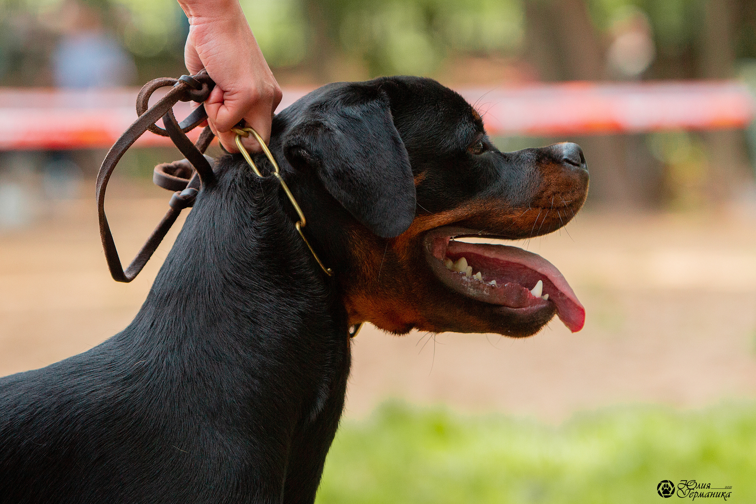 Рязань,Ховрино 14-15 августа 2021 моно ротвейлеров. Фотограф-анималист Юлия Германика