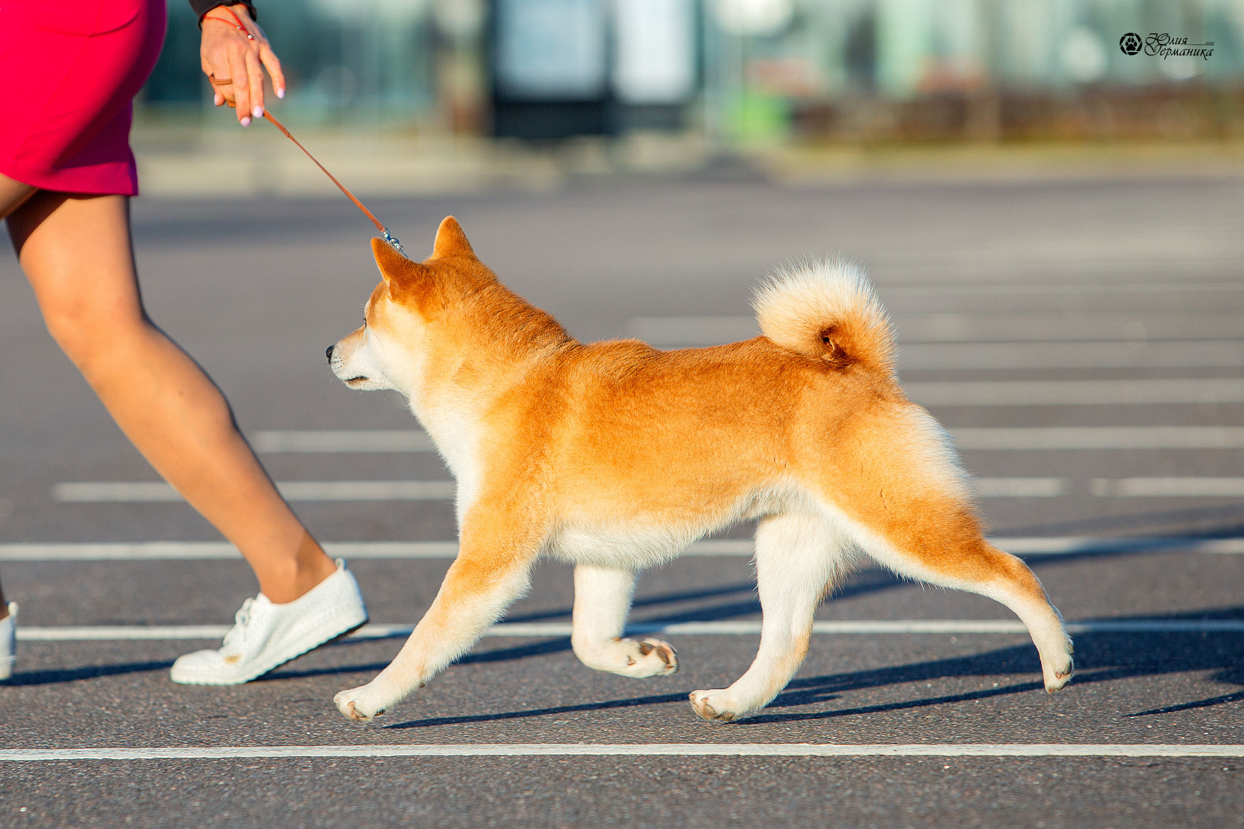 Питер 4 CACIB 22-25 октября 2021. Фотограф-анималист Юлия Германика