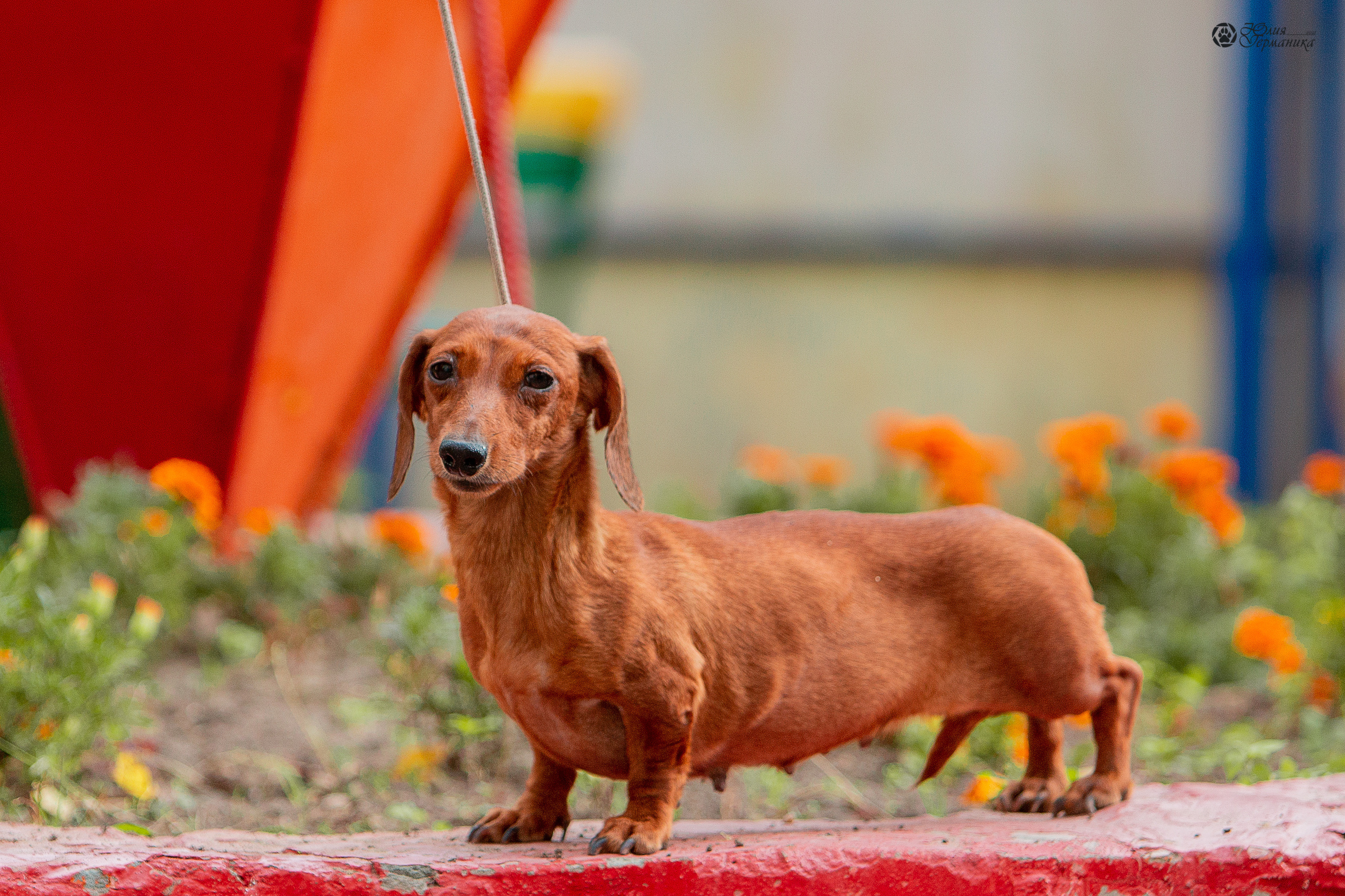 Свободная съемка. Фотограф-анималист Юлия Германика