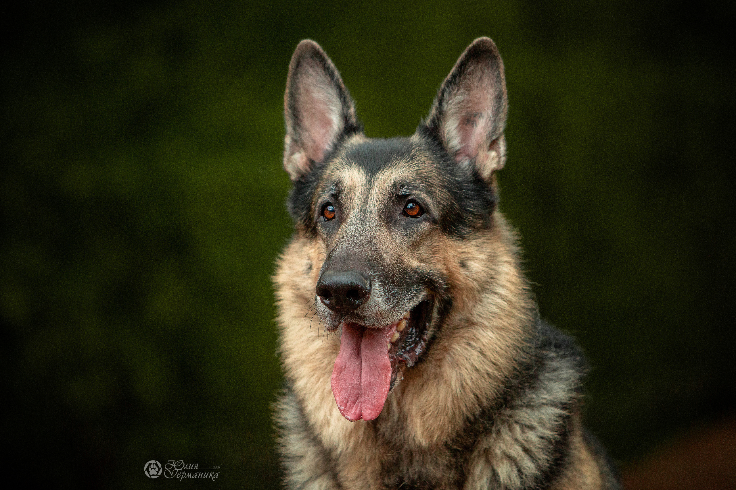 Свободная съемка. Фотограф-анималист Юлия Германика