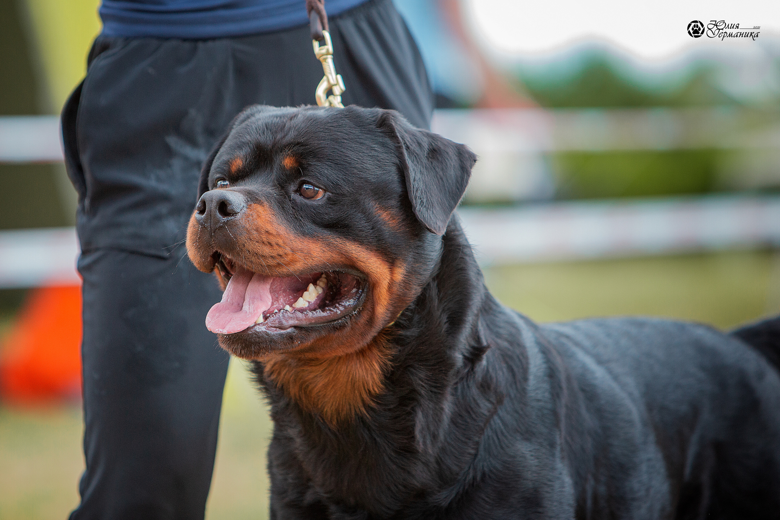 Тверь моно ротвейлеров 3-4 июля 2021. Фотограф-анималист Юлия Германика