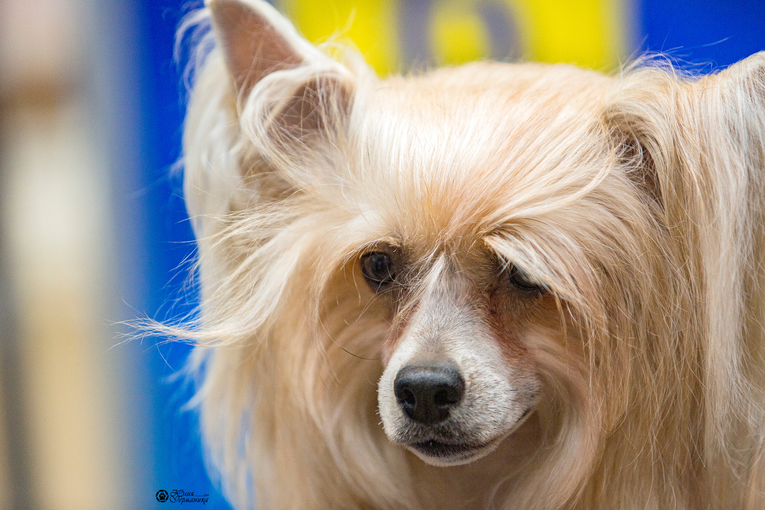 Минск 2хCACIB 27-28 ноября 2021. Фотограф-анималист Юлия Германика