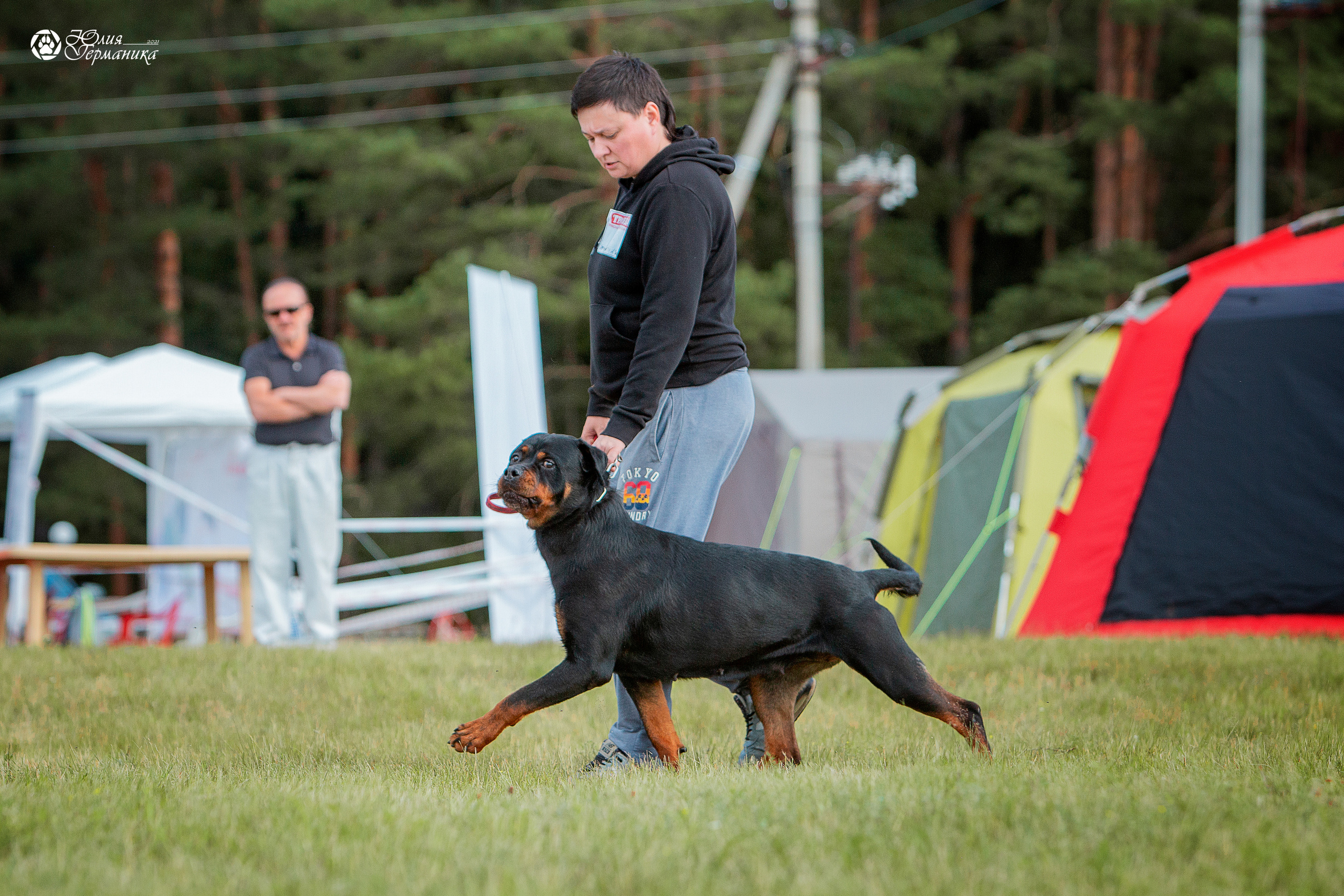 Тверь моно ротвейлеров 3-4 июля 2021. Фотограф-анималист Юлия Германика