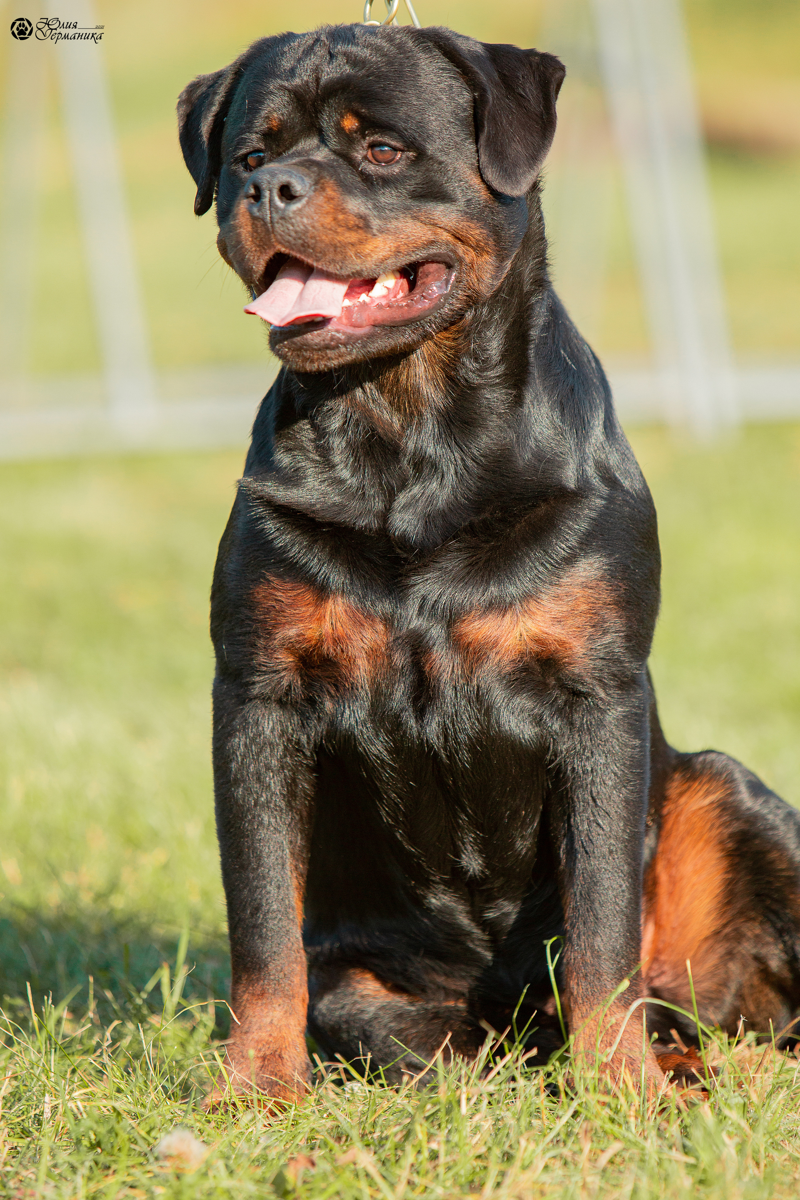 Рязань,Ховрино 14-15 августа 2021 моно ротвейлеров. Фотограф-анималист Юлия Германика