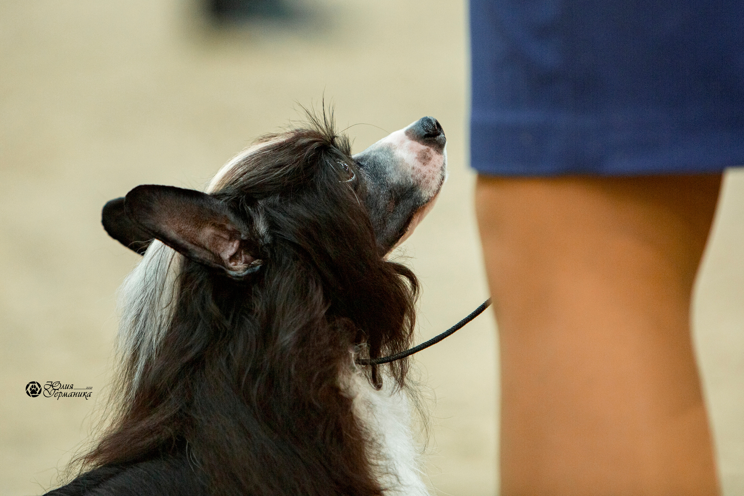 Минск 2хCACIB 27-28 ноября 2021. Фотограф-анималист Юлия Германика