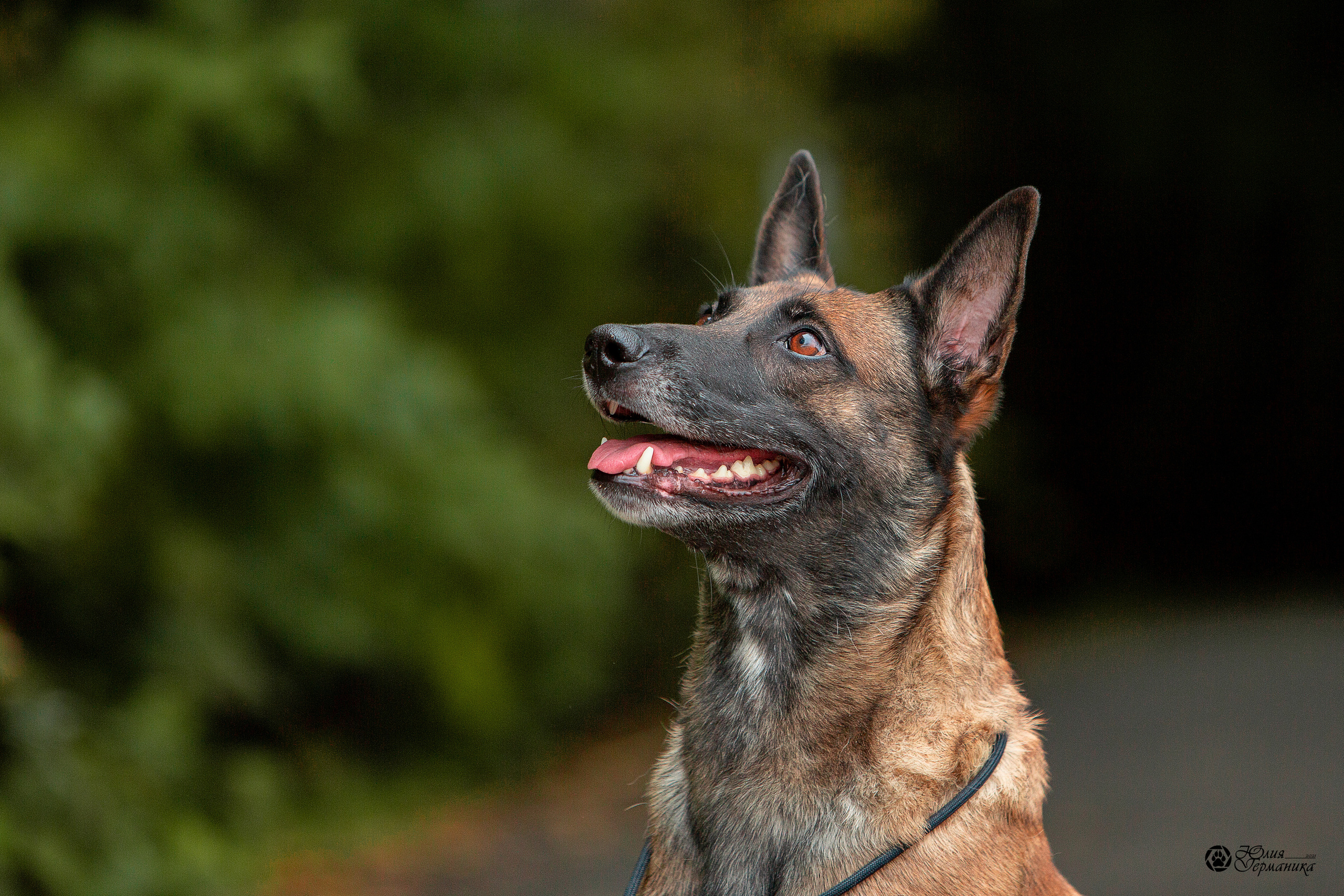 Свободная съемка. Фотограф-анималист Юлия Германика