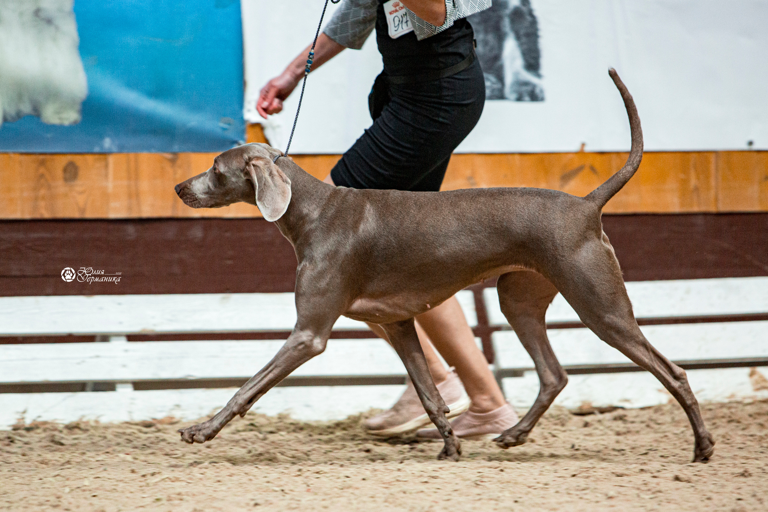 Минск 2хCACIB 27-28 ноября 2021. Фотограф-анималист Юлия Германика