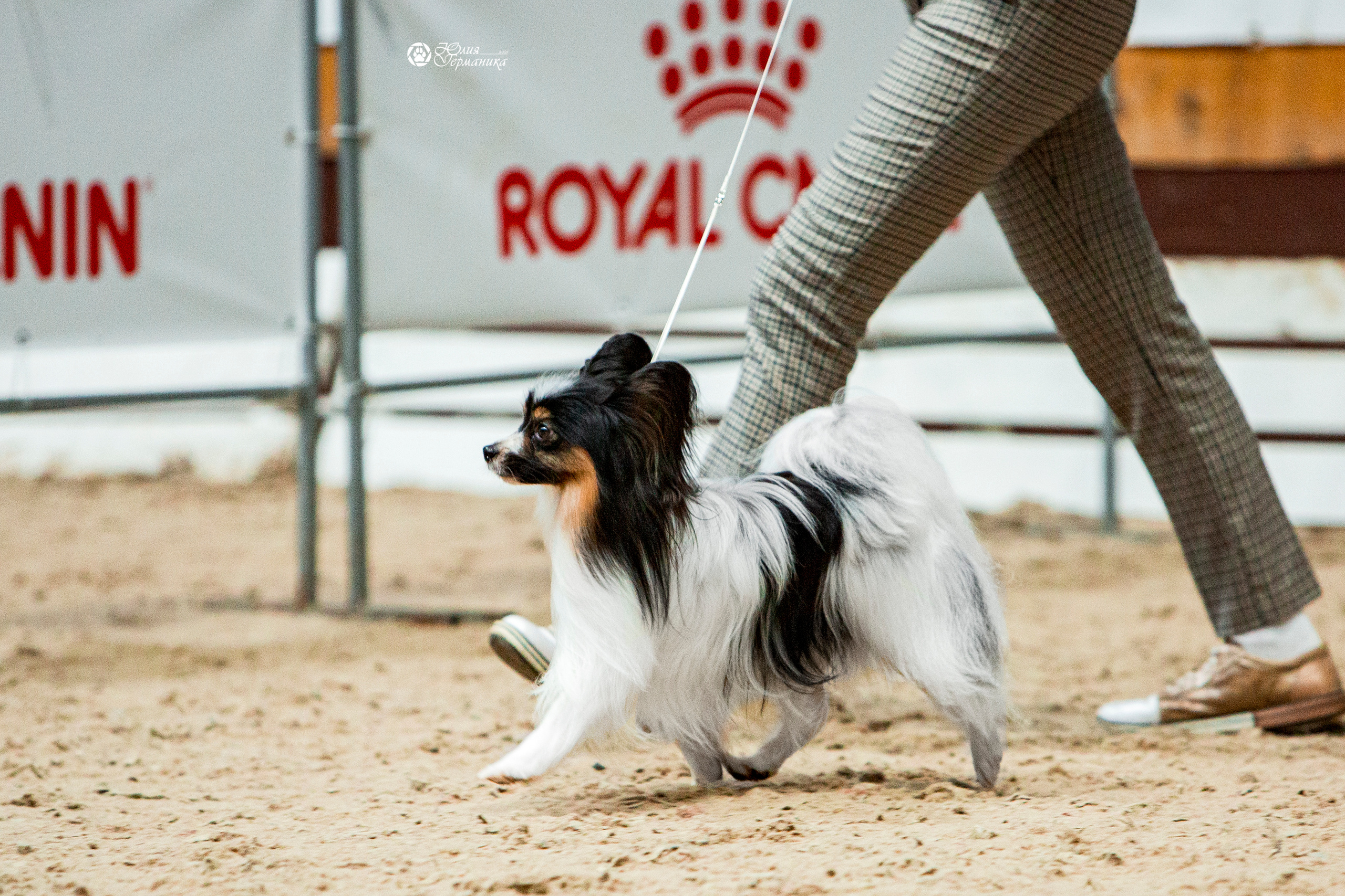 Минск 2хCACIB 27-28 ноября 2021. Фотограф-анималист Юлия Германика