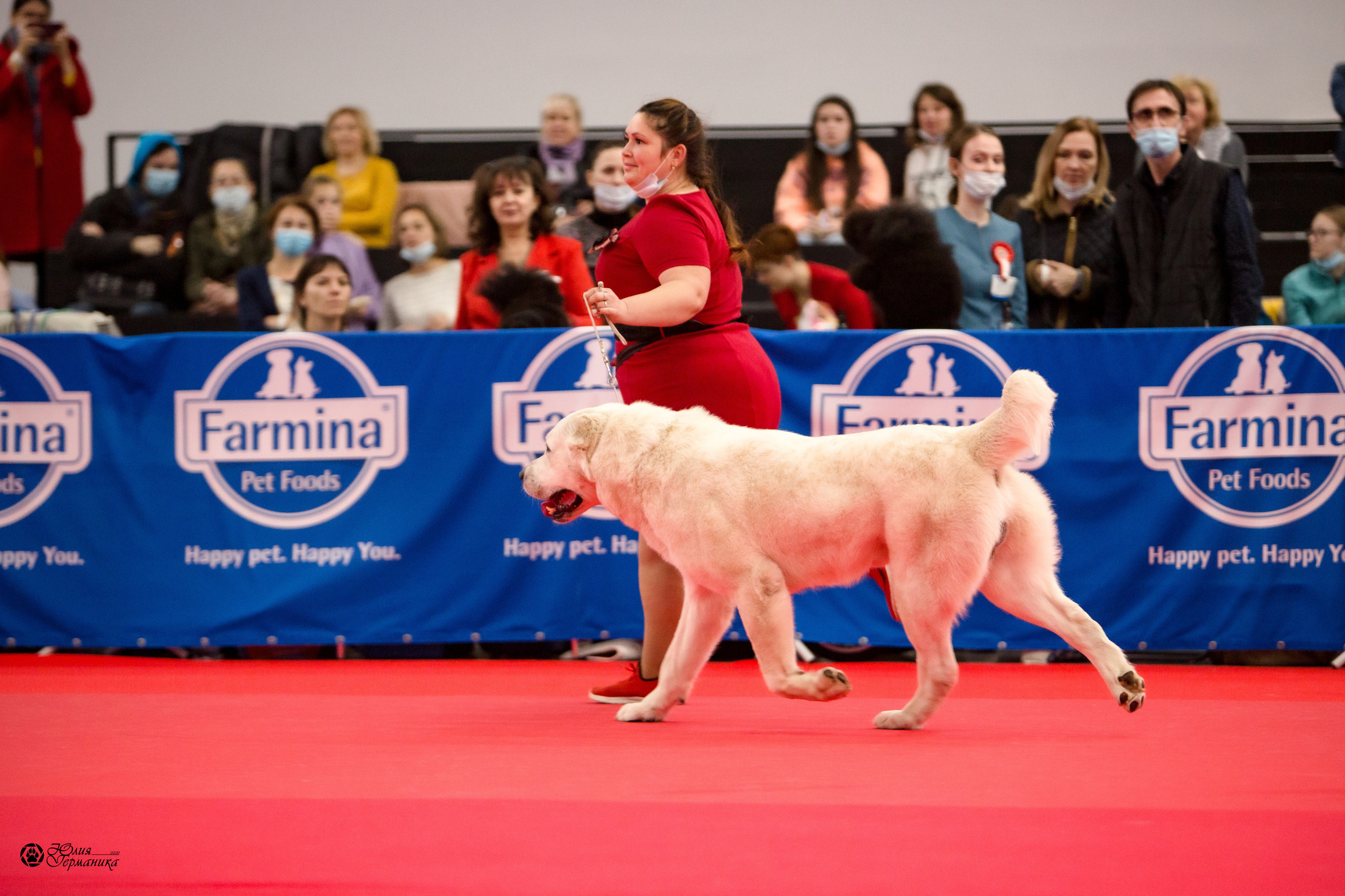 Нижний Новгород 3хCACIB 15-17 октября 2021. Фотограф-анималист Юлия Германика
