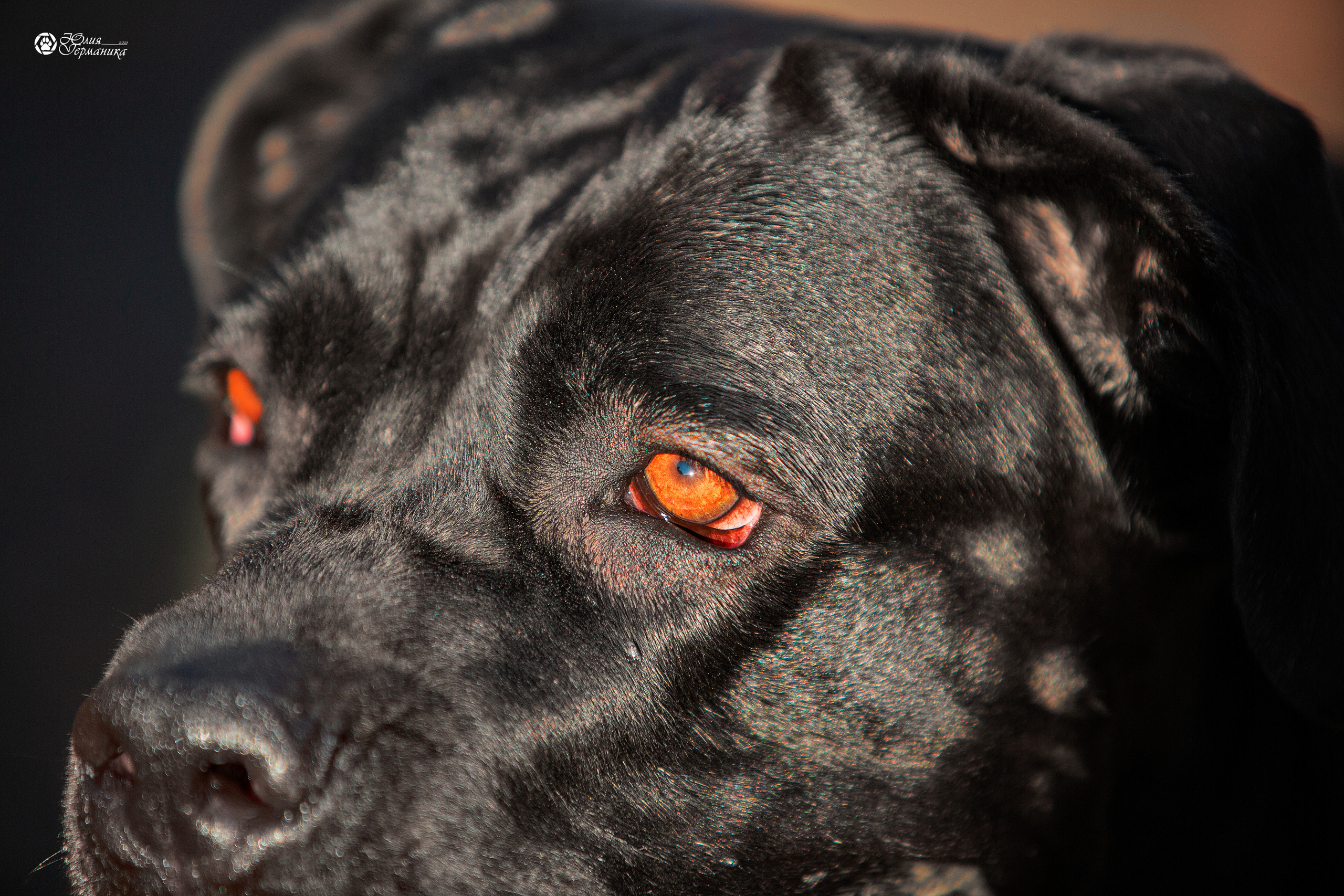 Свободная съемка. Фотограф-анималист Юлия Германика