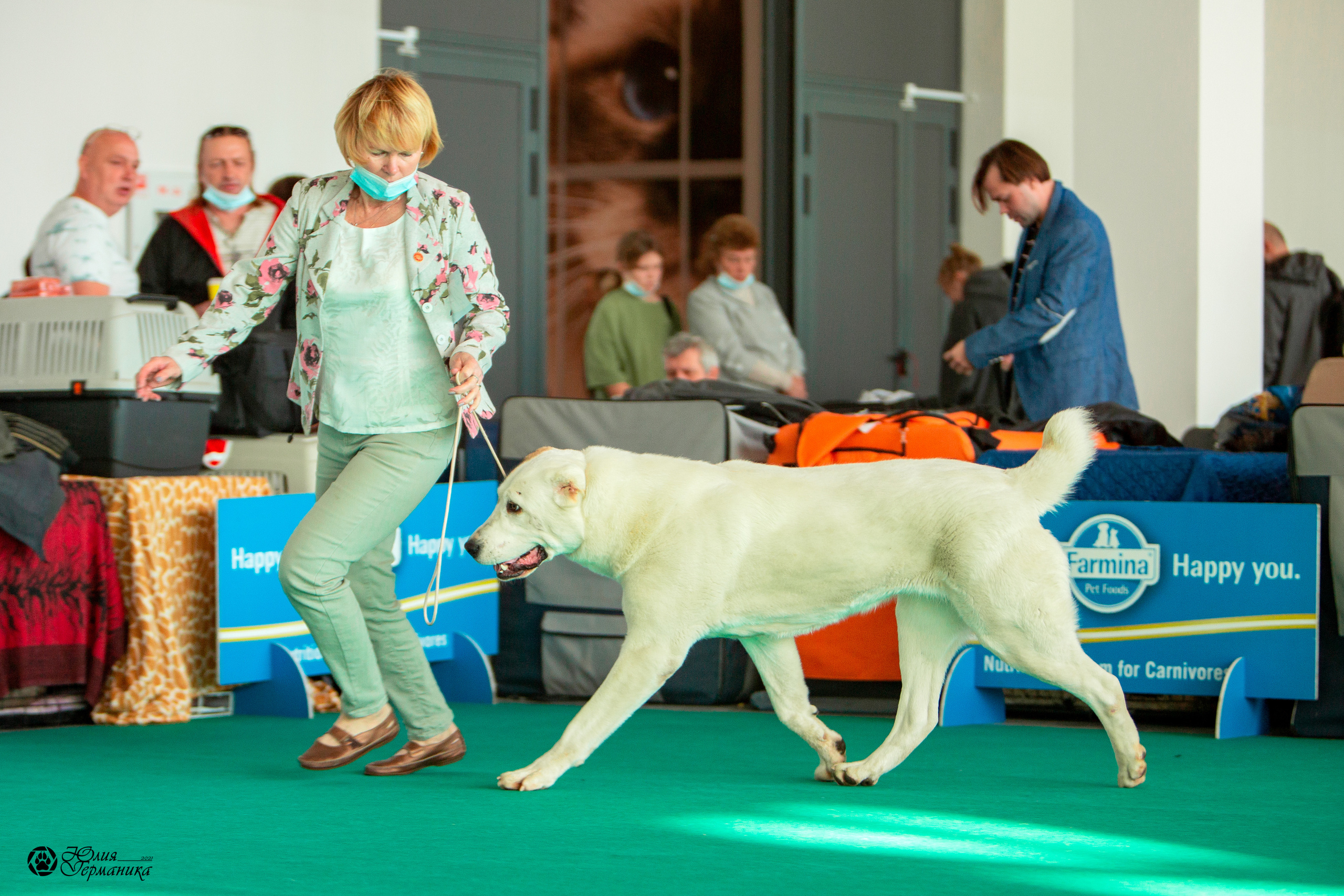 Нижний Новгород 3хCACIB 15-17 октября 2021. Фотограф-анималист Юлия Германика