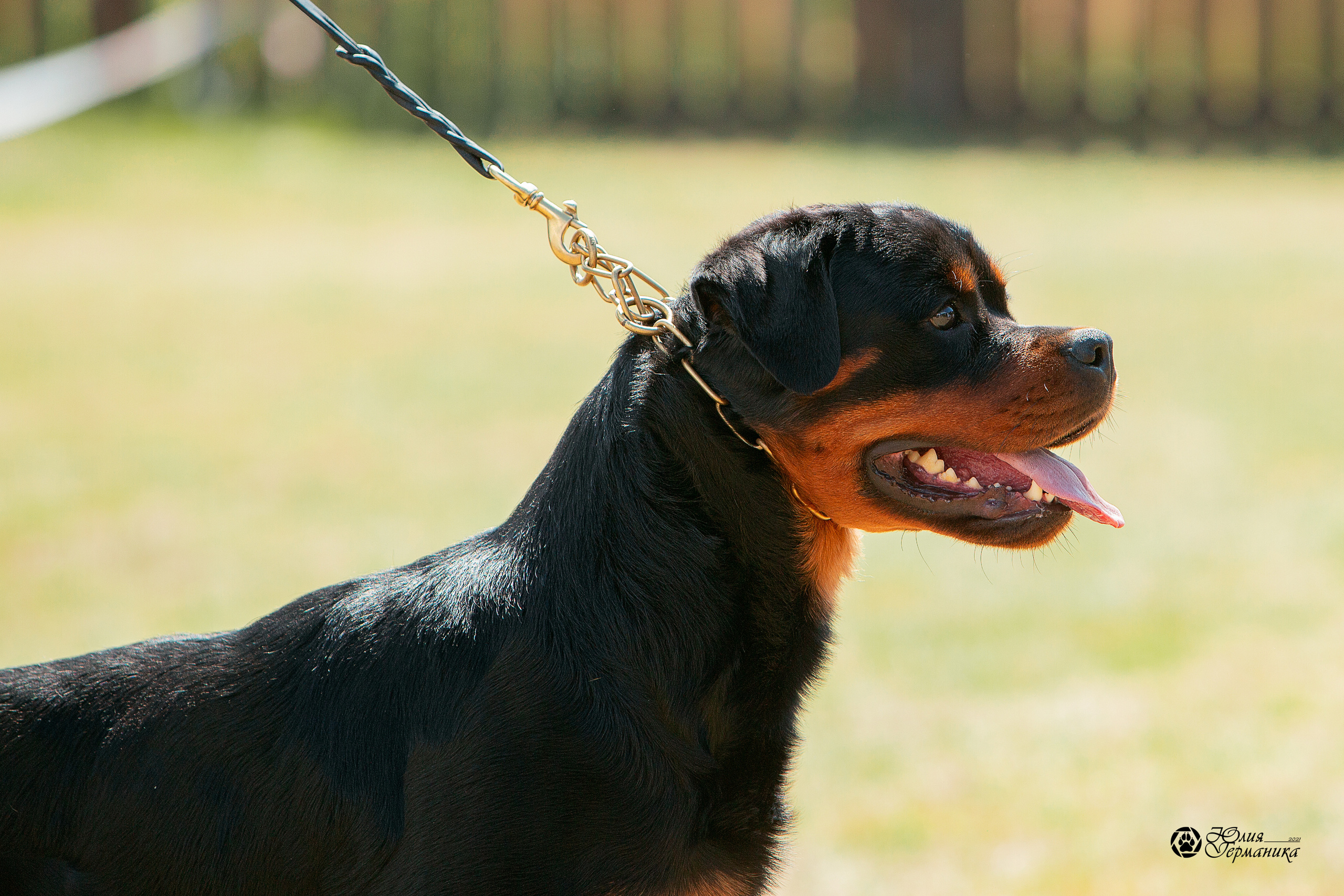 Тверь моно ротвейлеров 3-4 июля 2021. Фотограф-анималист Юлия Германика