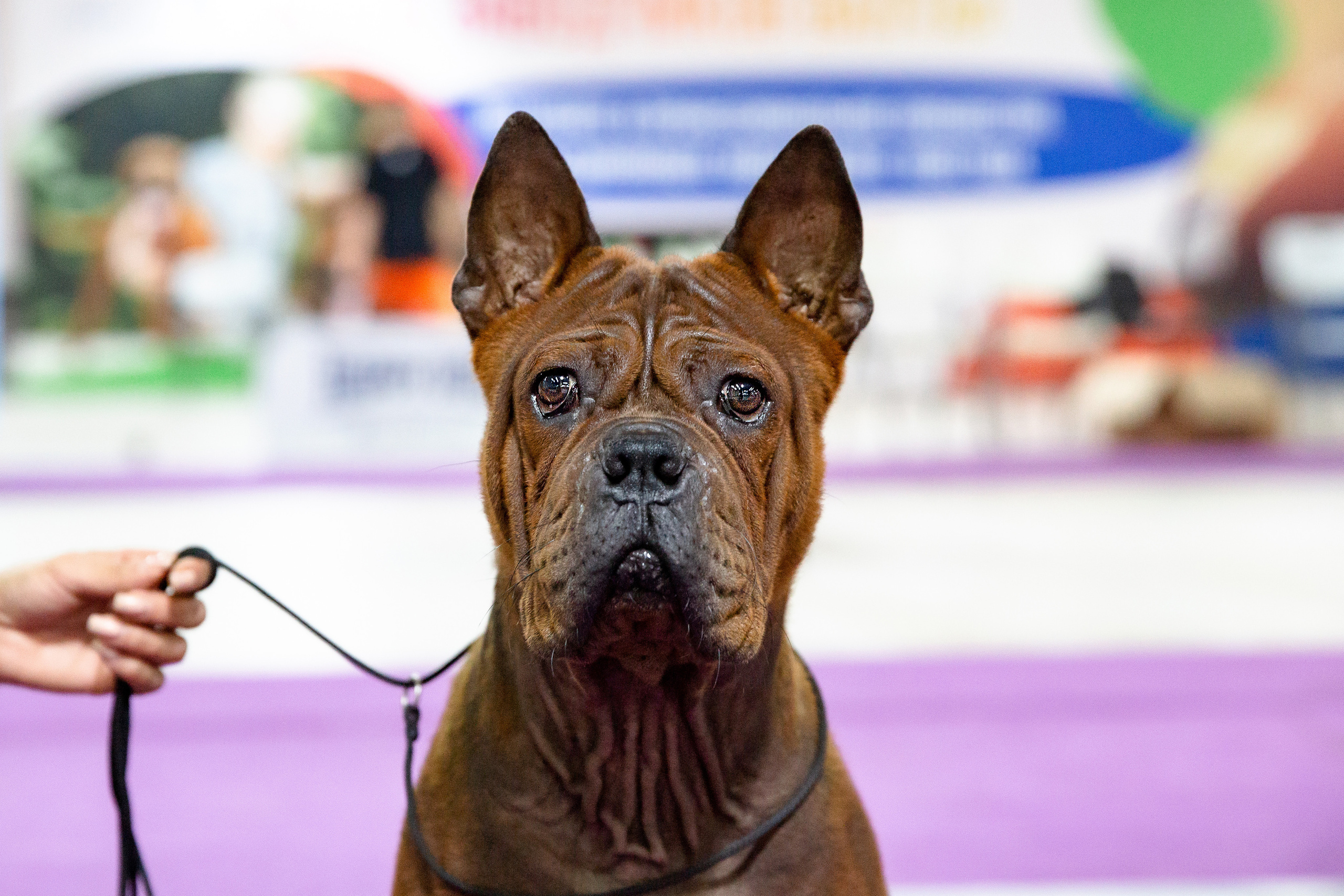 Чайна-Таун 2021. Фотограф-анималист Юлия Германика