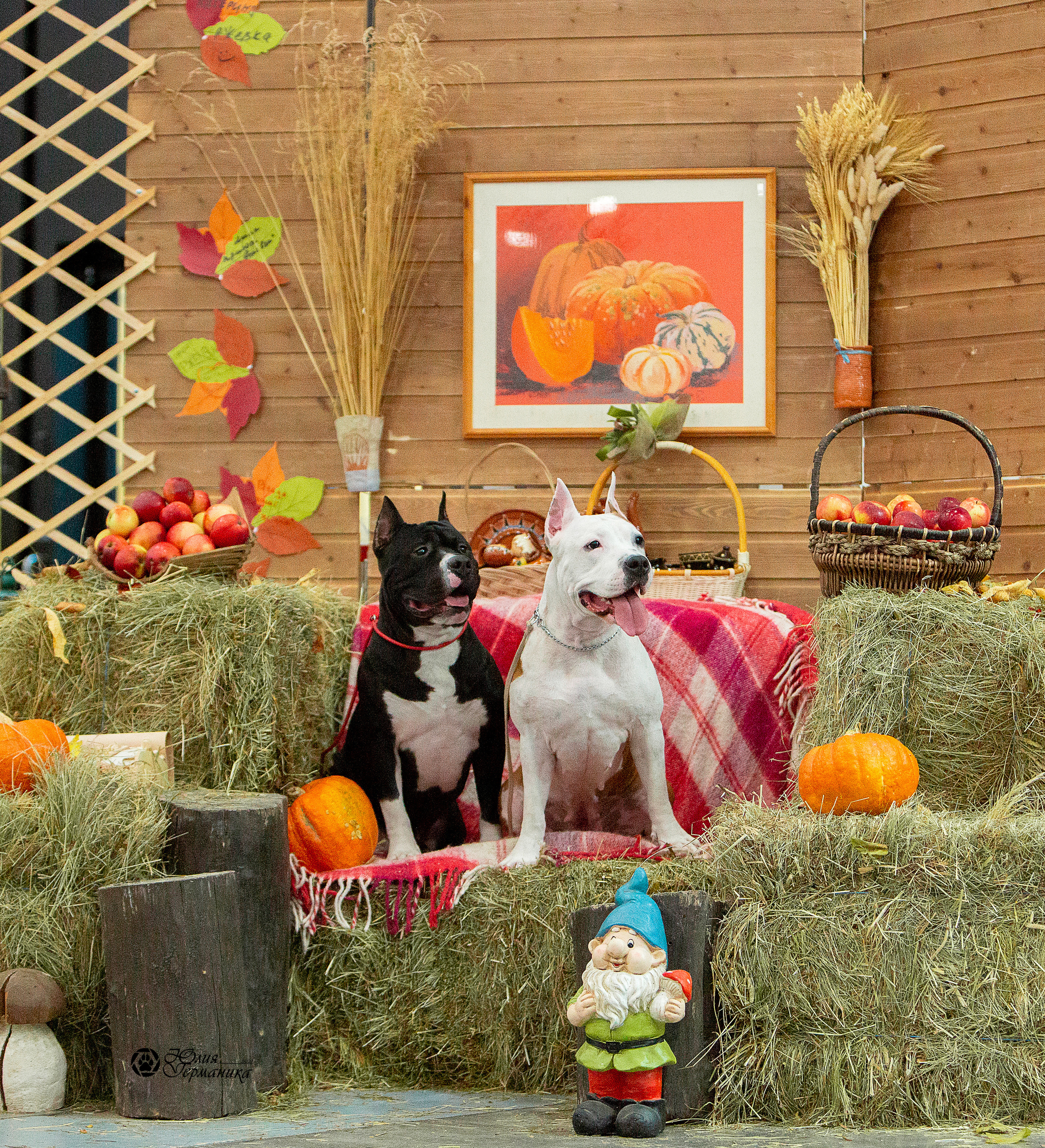 Питер 4 CACIB 22-25 октября 2021. Фотограф-анималист Юлия Германика