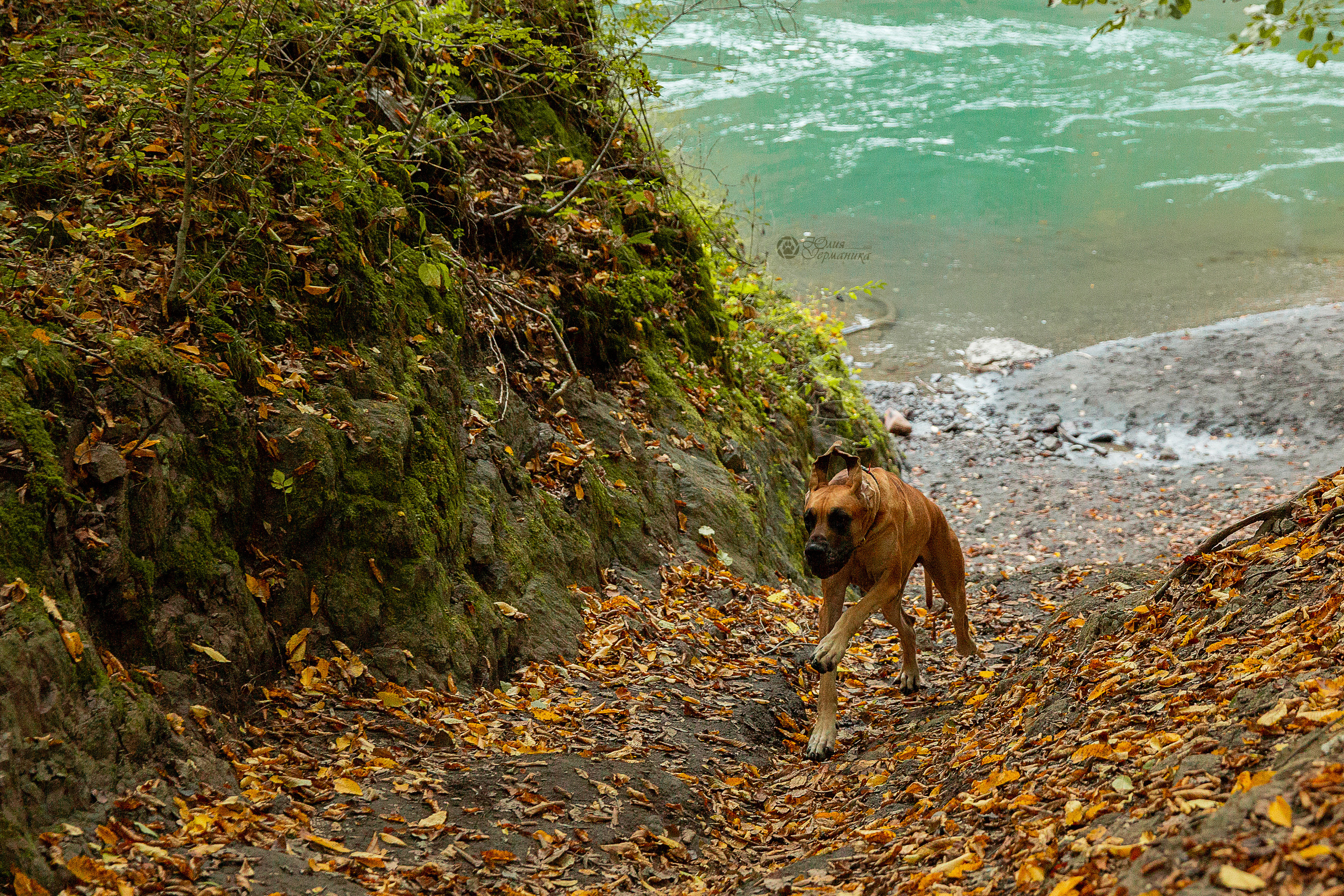 Свободная съемка. Фотограф-анималист Юлия Германика