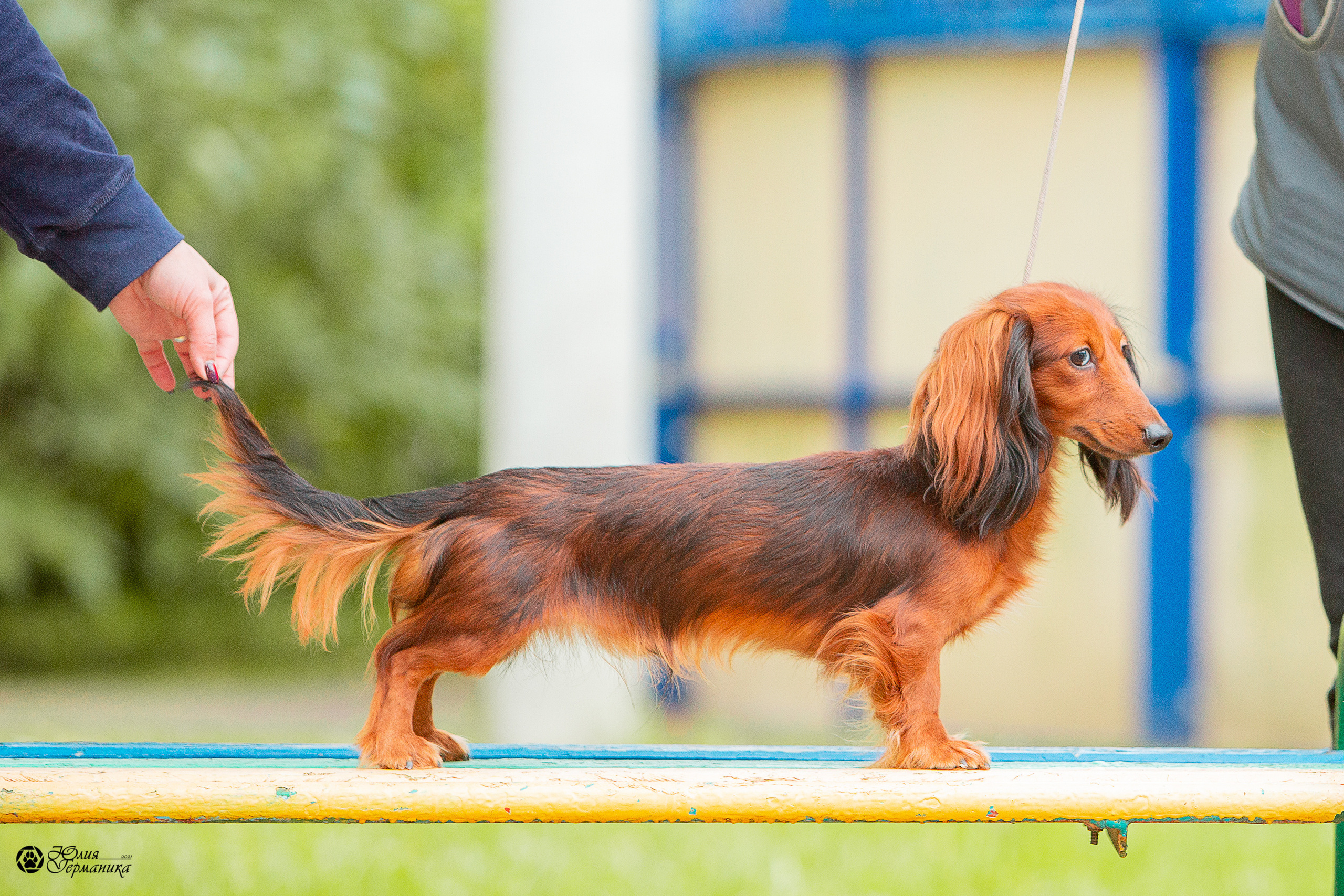 Свободная съемка. Фотограф-анималист Юлия Германика