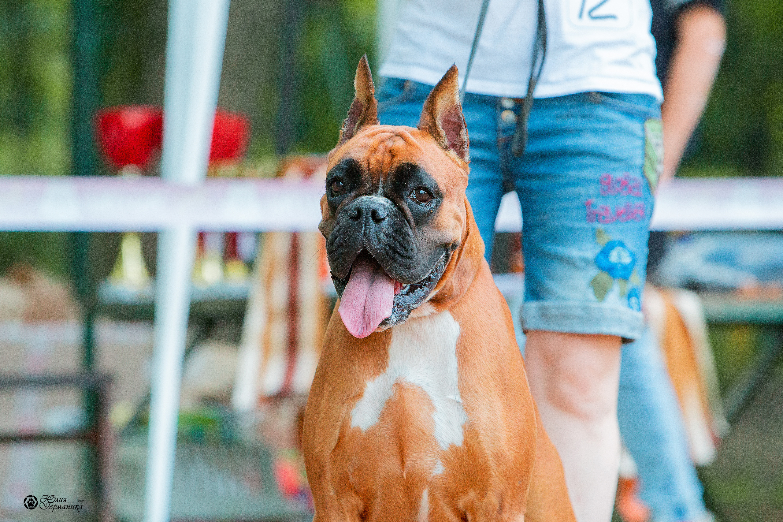 Ховрино фестиваль монопородок 15 августа 2021. Фотограф-анималист Юлия Германика