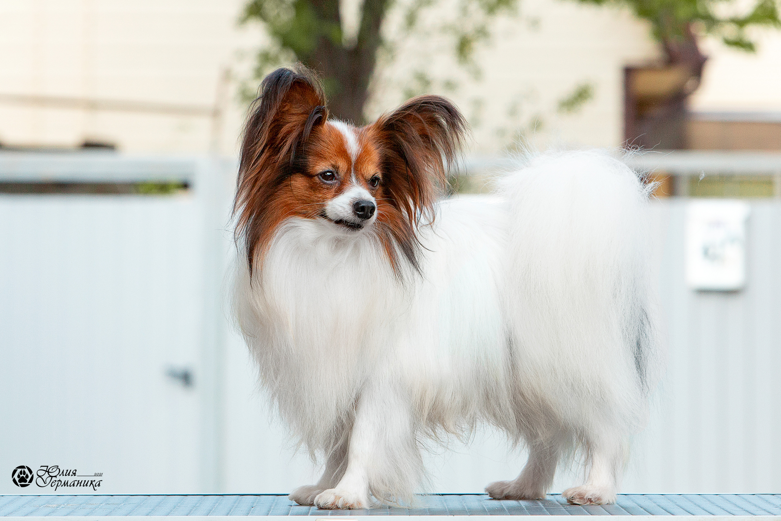 Свободная съемка. Фотограф-анималист Юлия Германика