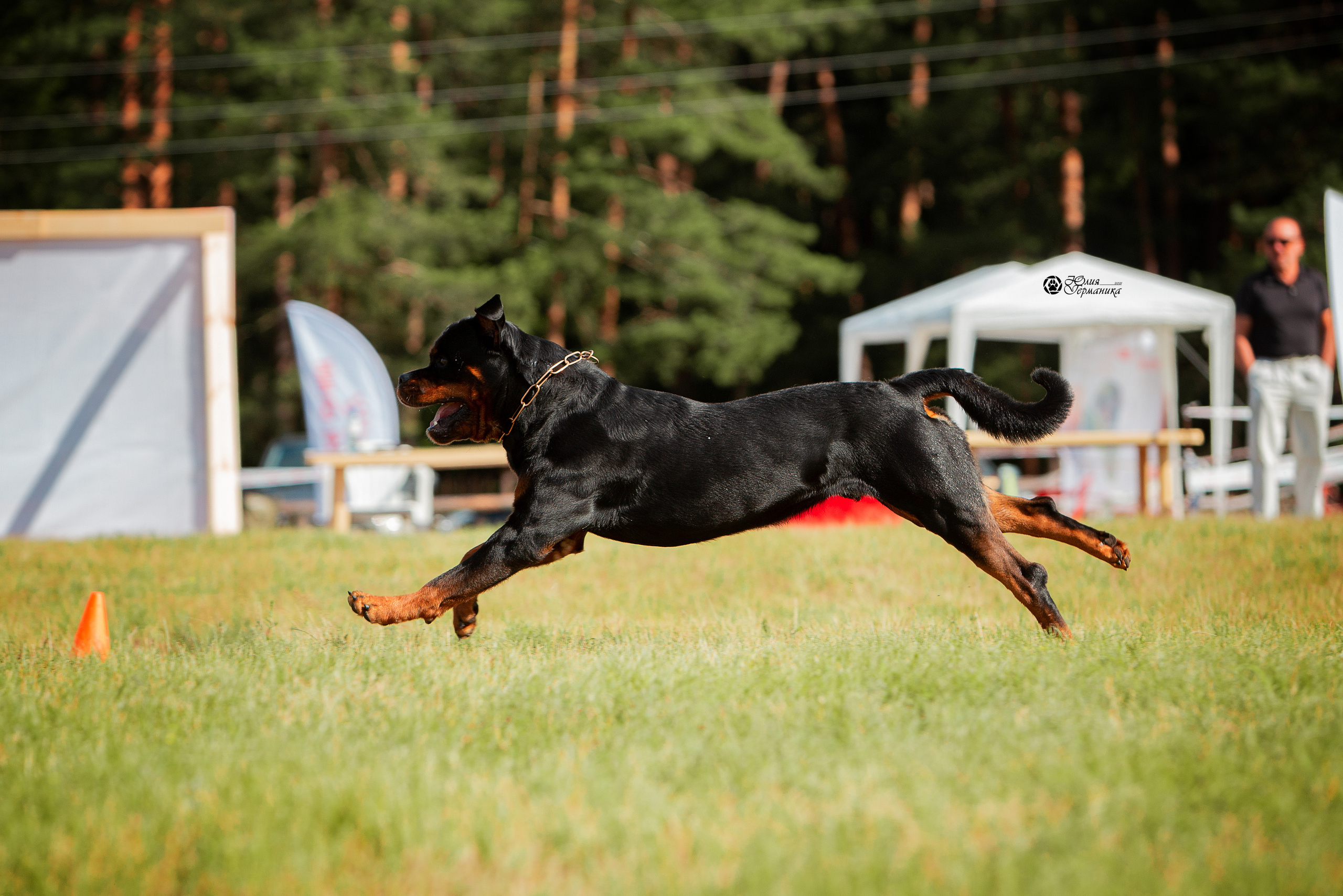 Тверь моно ротвейлеров 3-4 июля 2021. Фотограф-анималист Юлия Германика