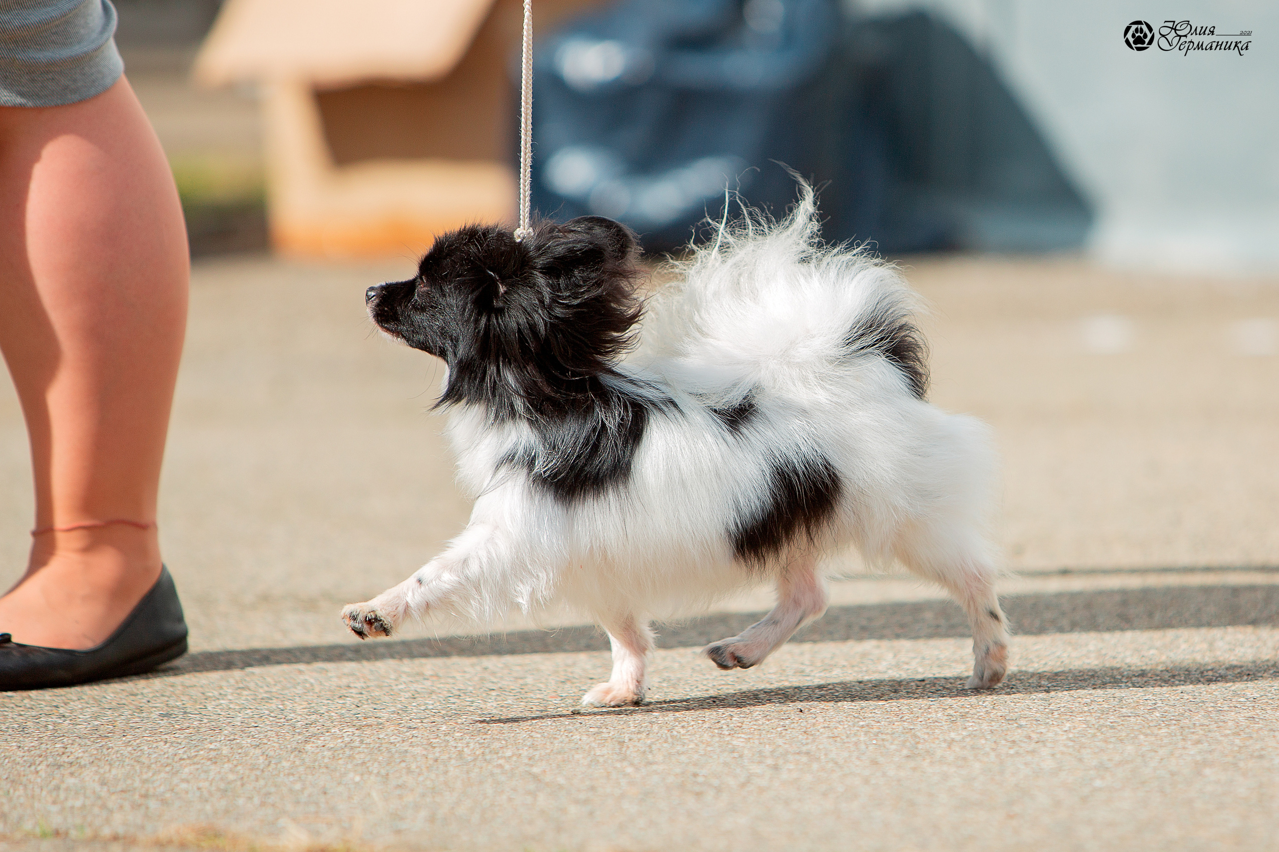 Майкоп САС 9 октября. Фотограф-анималист Юлия Германика
