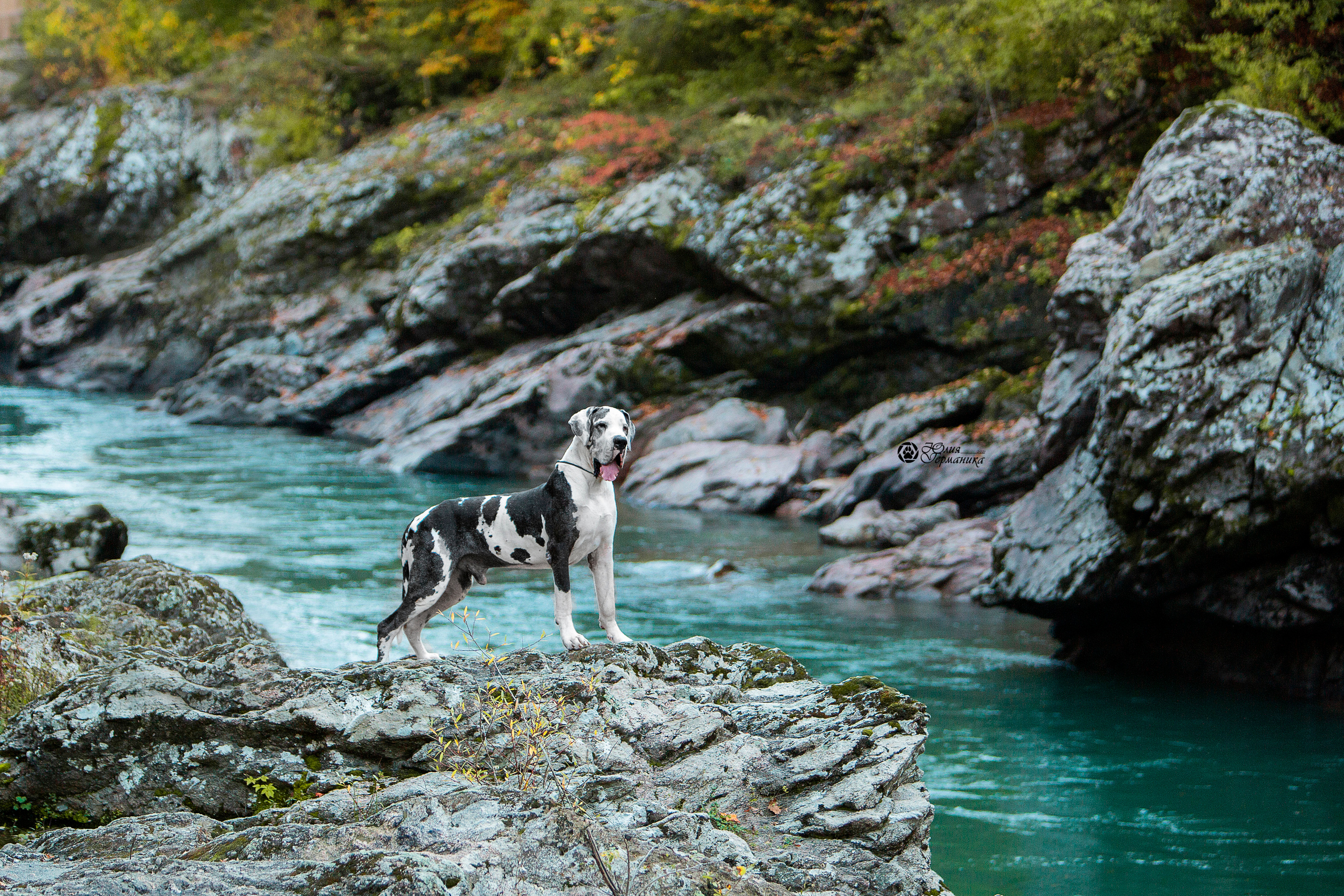 Свободная съемка. Фотограф-анималист Юлия Германика