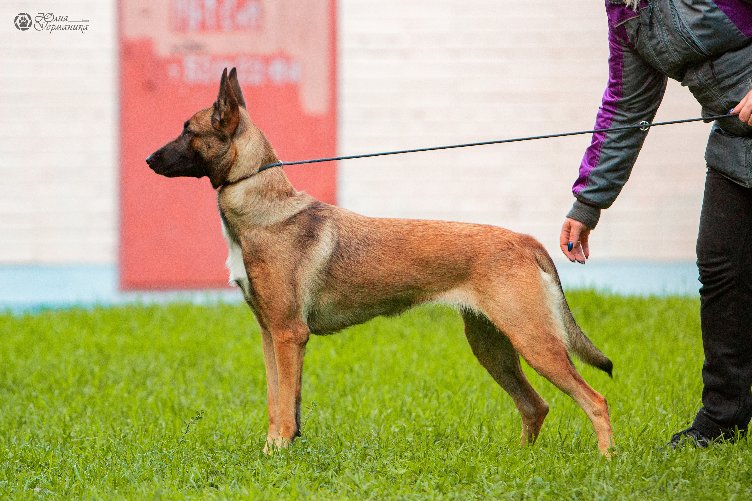 Свободная съемка. Фотограф-анималист Юлия Германика