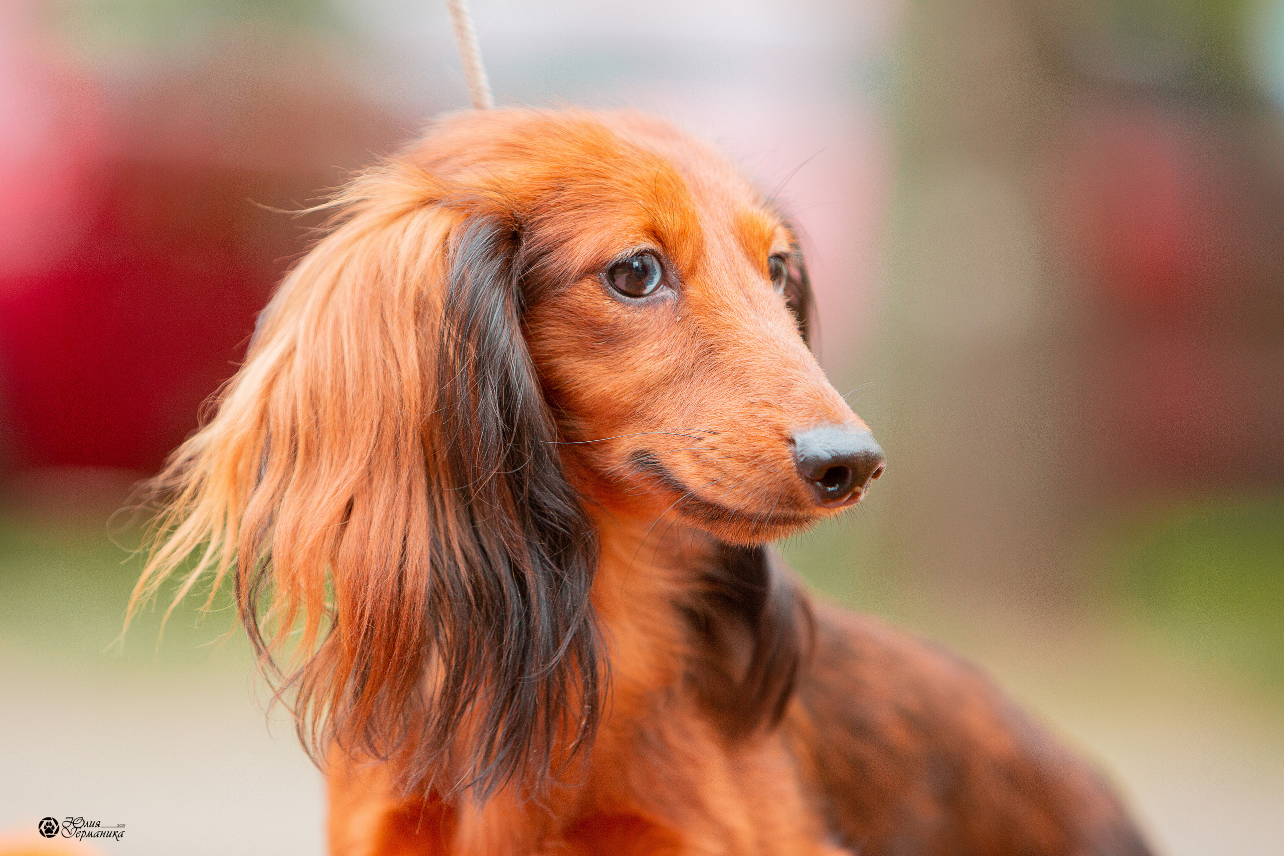 Свободная съемка. Фотограф-анималист Юлия Германика