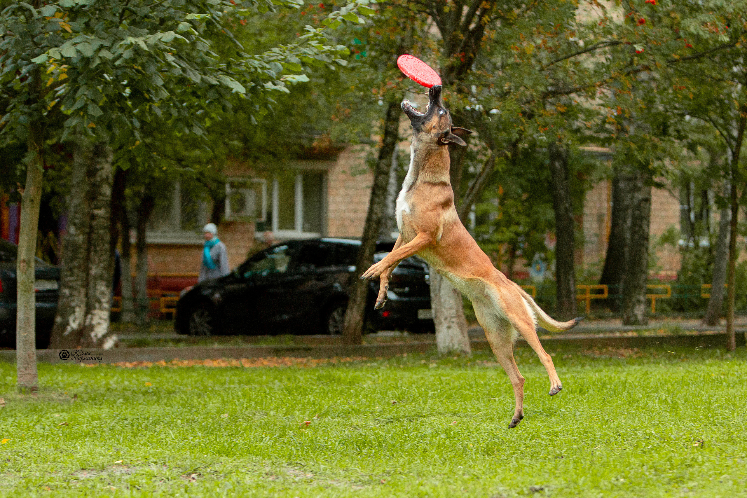 Свободная съемка. Фотограф-анималист Юлия Германика