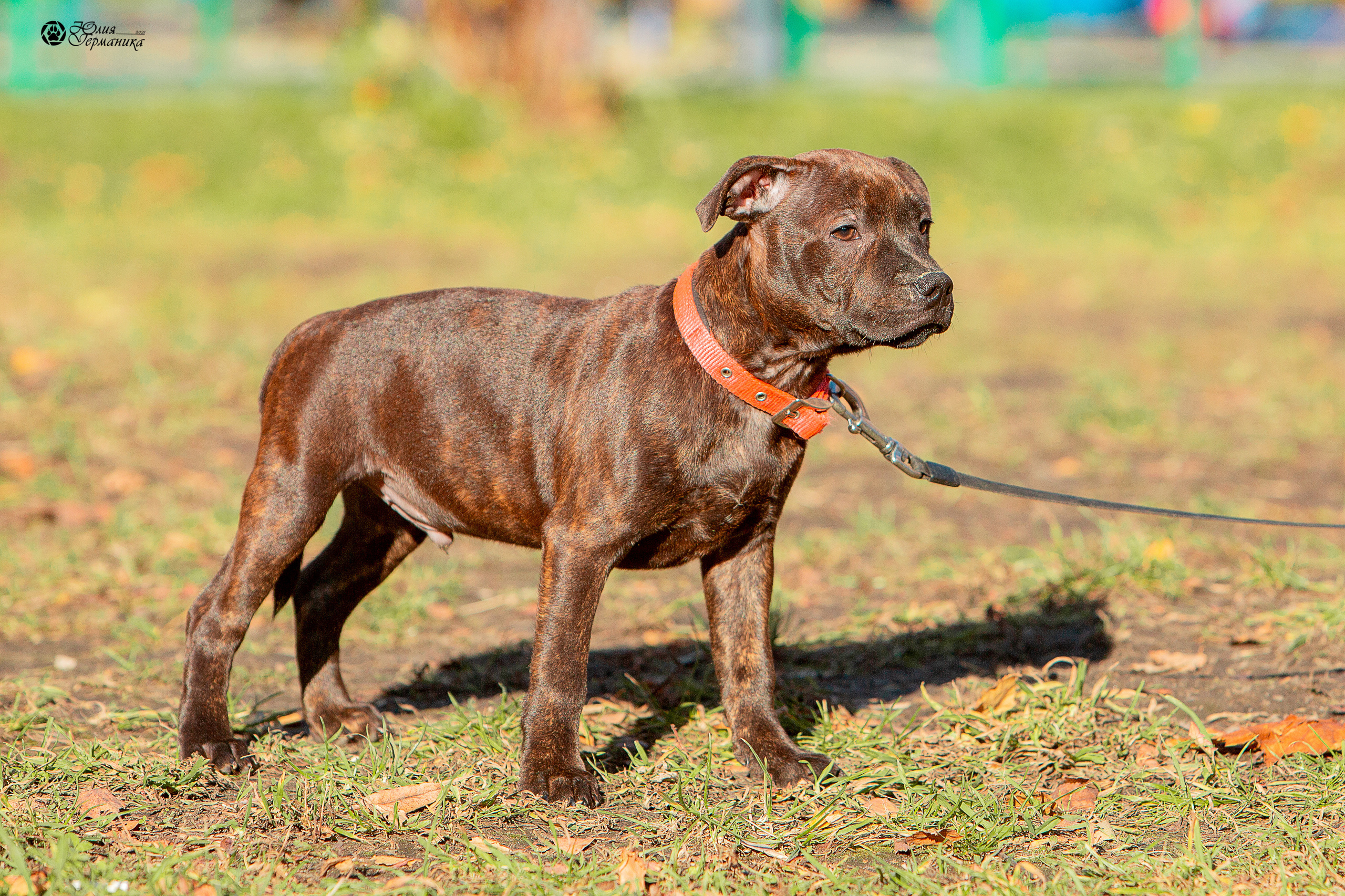 Свободная съемка. Фотограф-анималист Юлия Германика