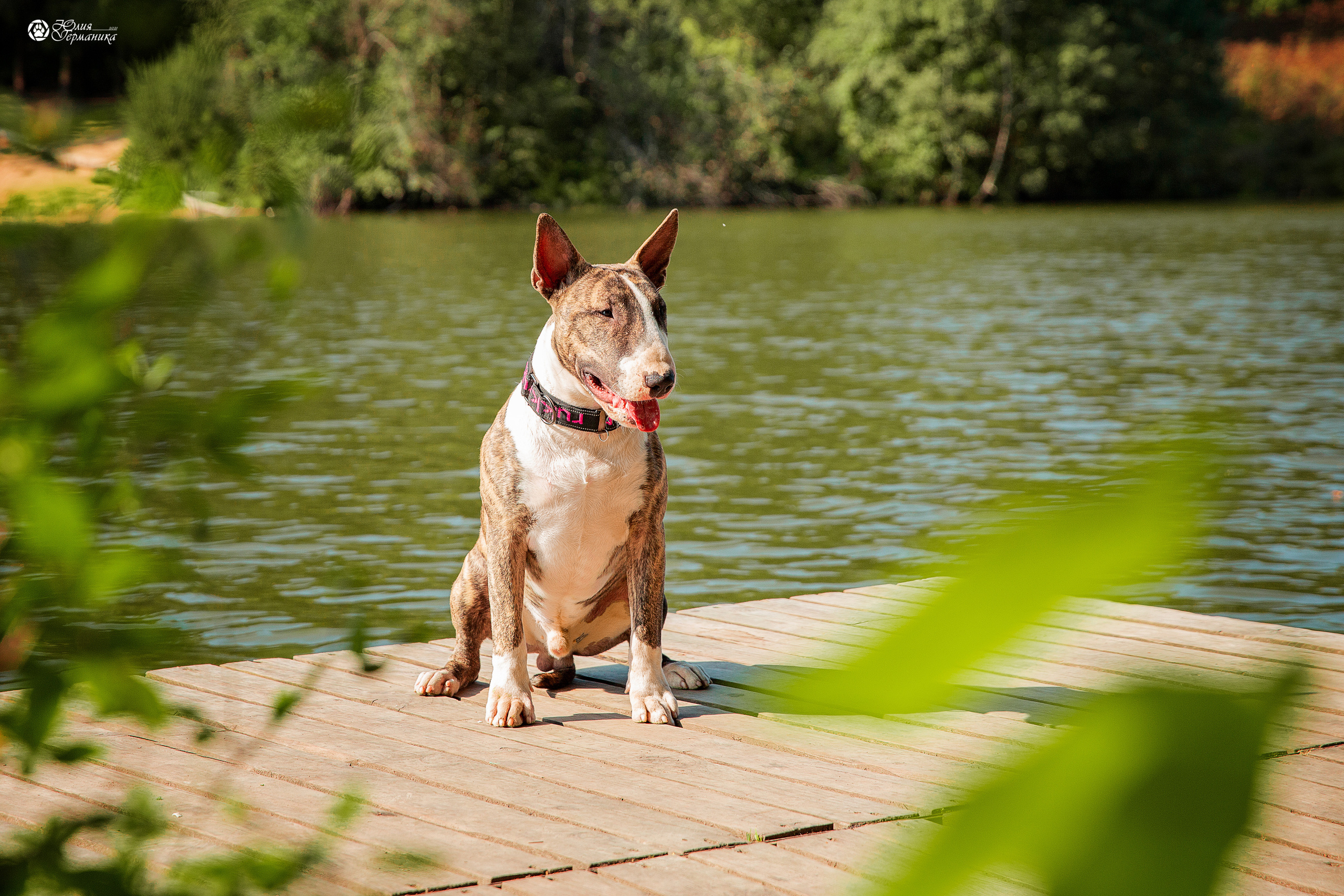 Свободная съемка. Фотограф-анималист Юлия Германика