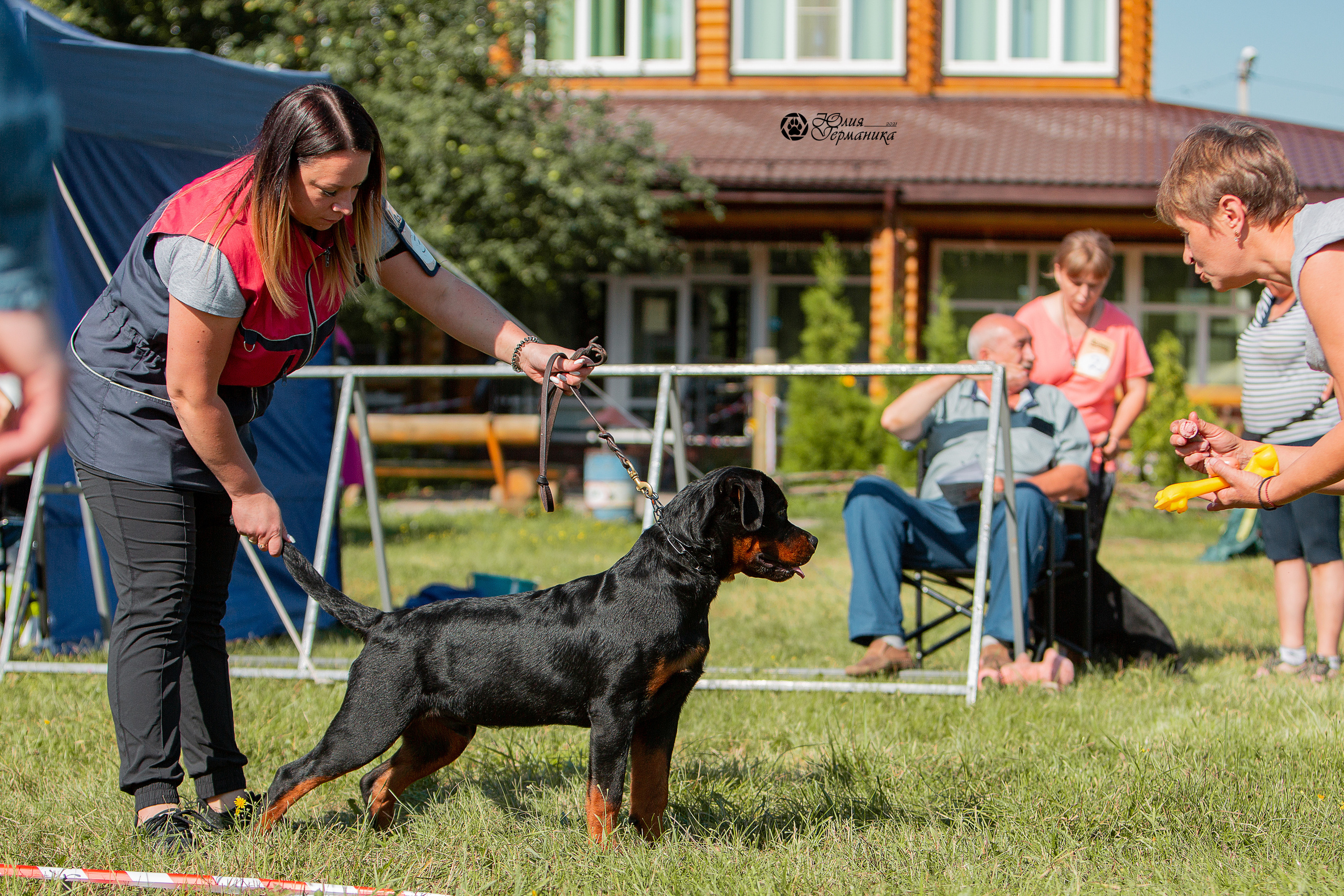 Рязань,Ховрино 14-15 августа 2021 моно ротвейлеров. Фотограф-анималист Юлия Германика