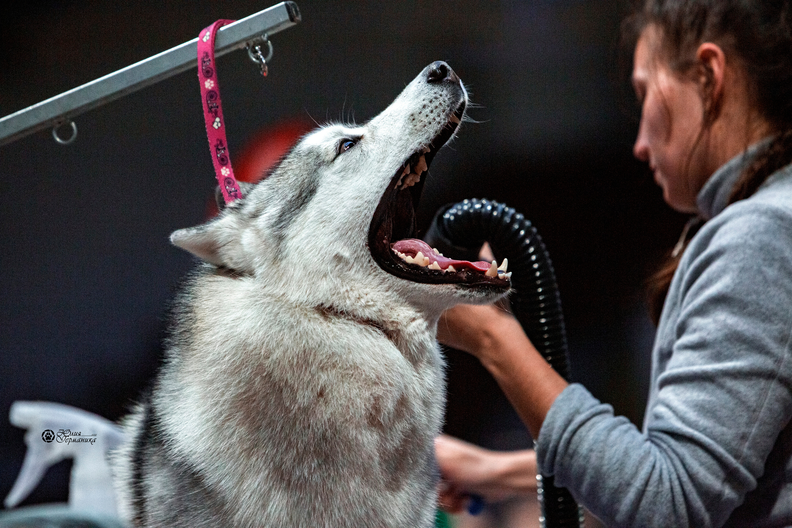 Минск 2хCACIB 27-28 ноября 2021. Фотограф-анималист Юлия Германика