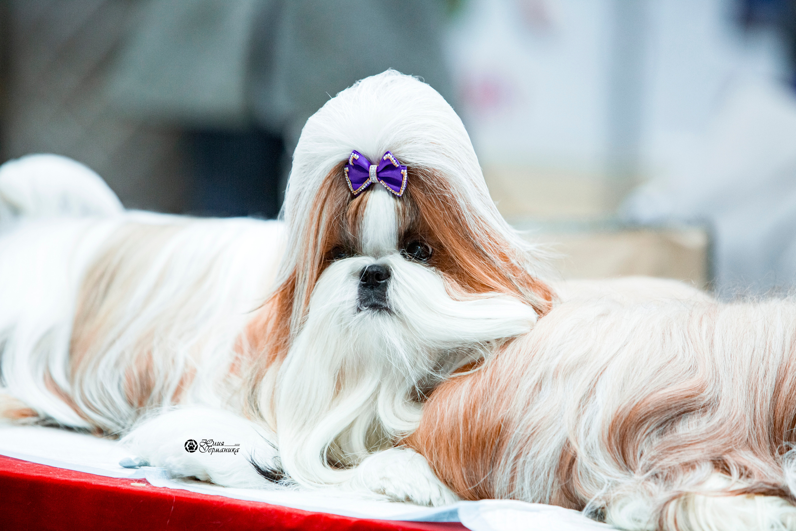 Минск 2хCACIB 27-28 ноября 2021. Фотограф-анималист Юлия Германика