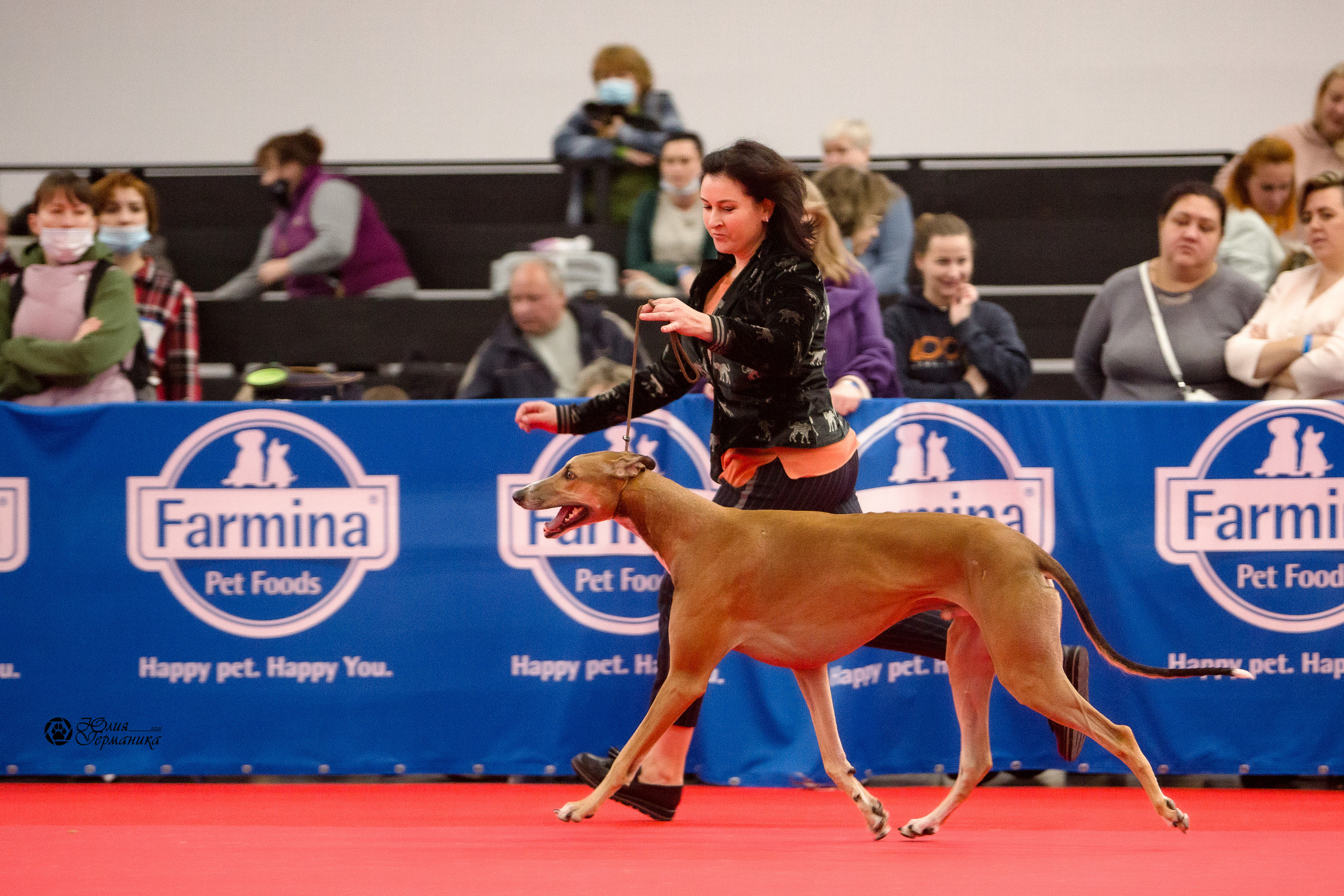 Нижний Новгород 3хCACIB 15-17 октября 2021. Фотограф-анималист Юлия Германика