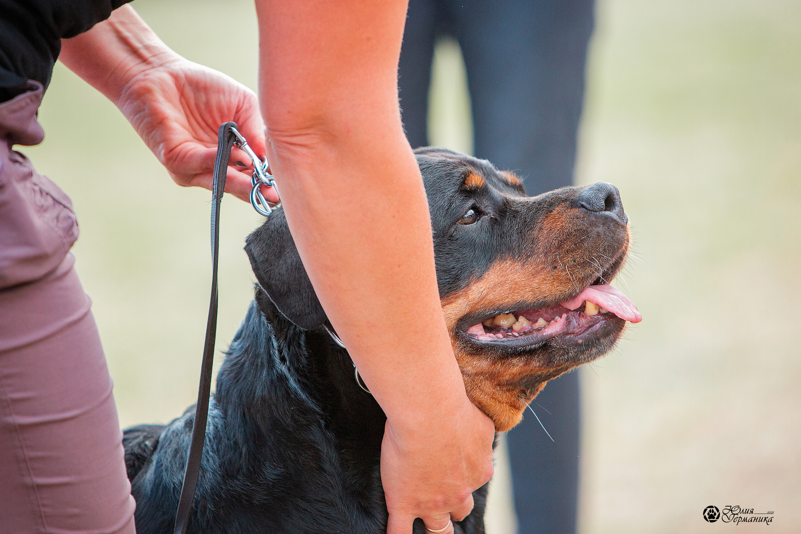 Тверь моно ротвейлеров 3-4 июля 2021. Фотограф-анималист Юлия Германика