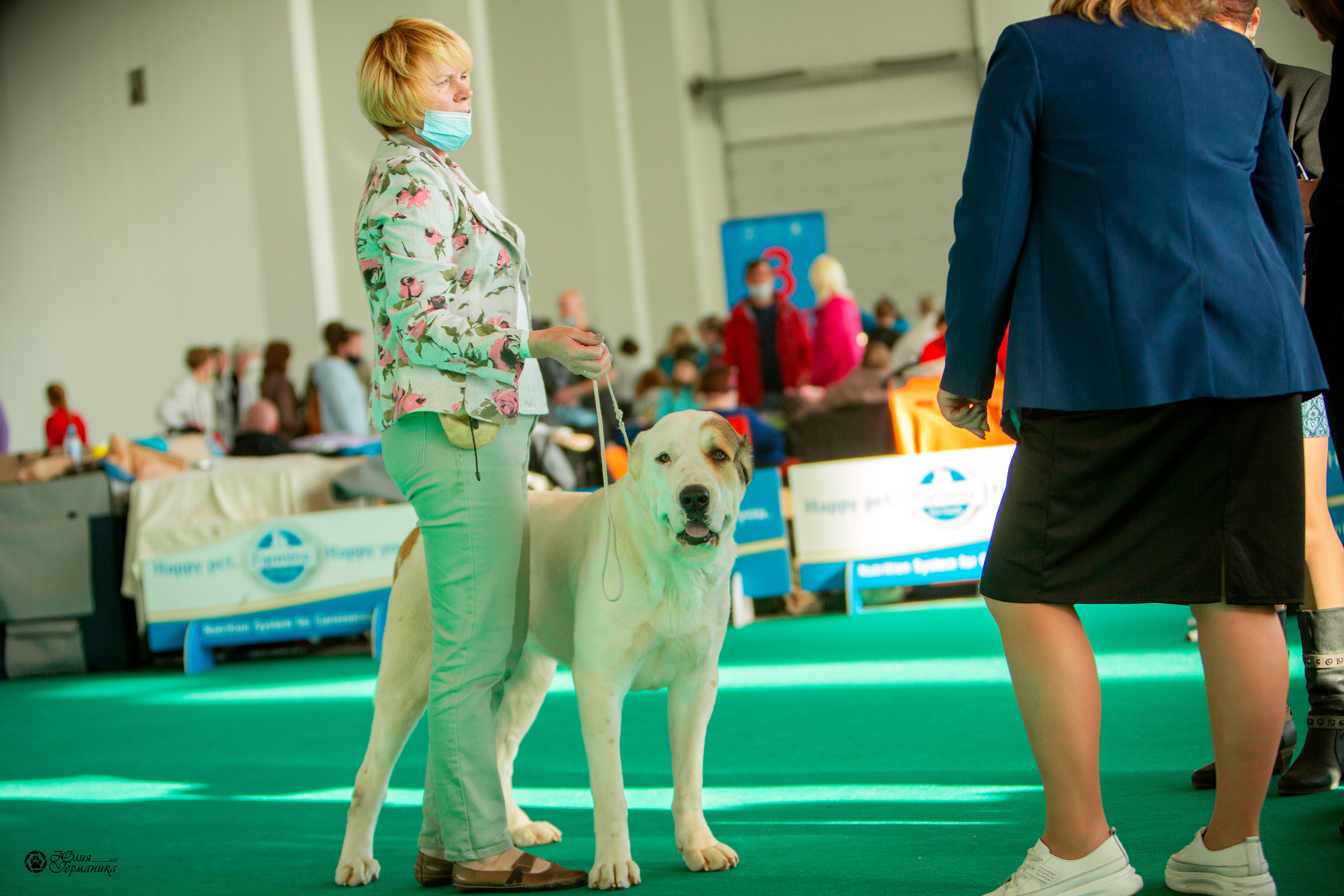 Нижний Новгород 3хCACIB 15-17 октября 2021. Фотограф-анималист Юлия Германика