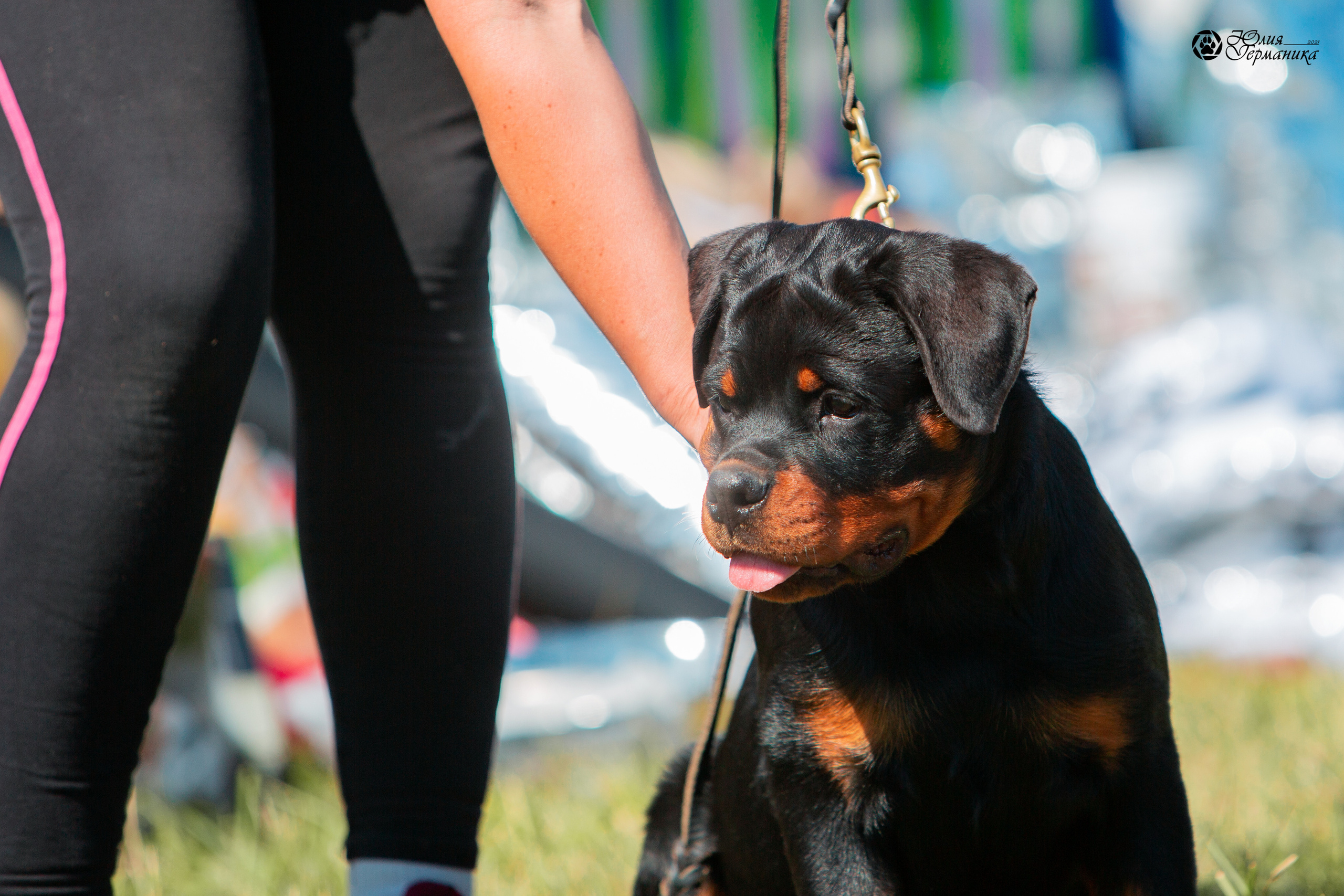 Рязань,Ховрино 14-15 августа 2021 моно ротвейлеров. Фотограф-анималист Юлия Германика