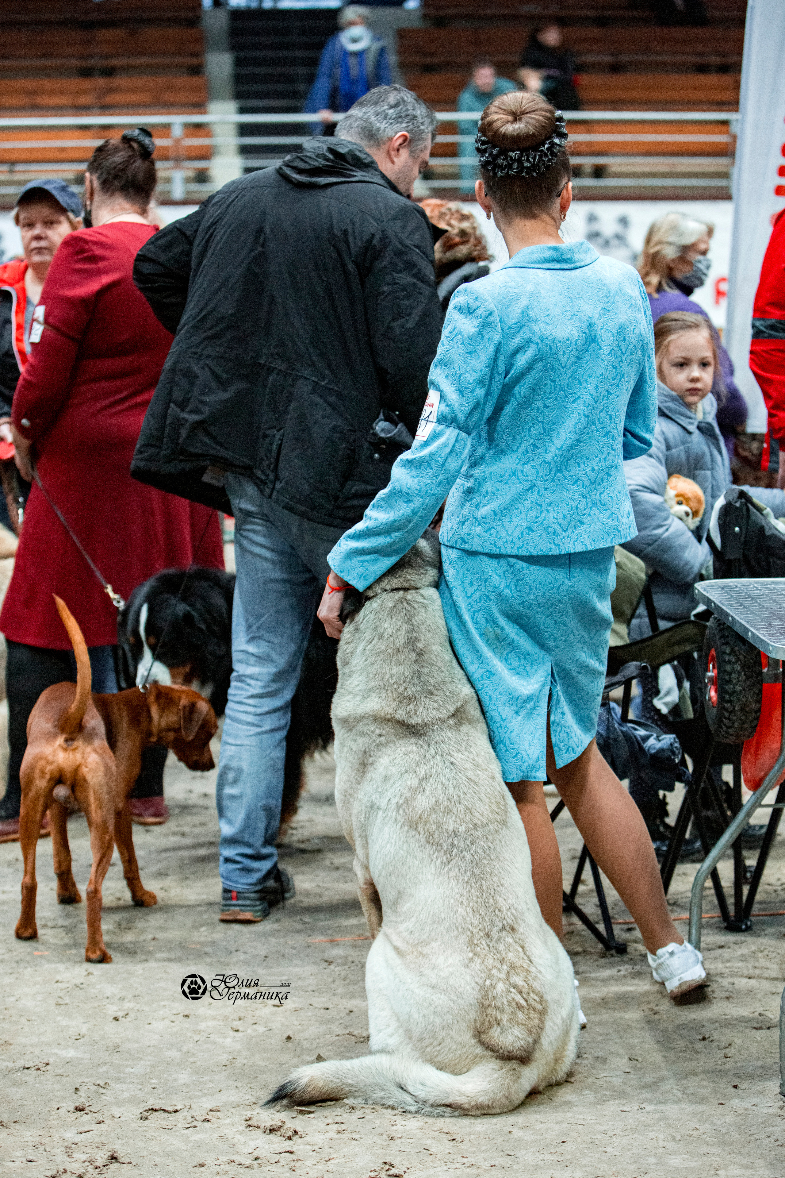 Минск 2хCACIB 27-28 ноября 2021. Фотограф-анималист Юлия Германика