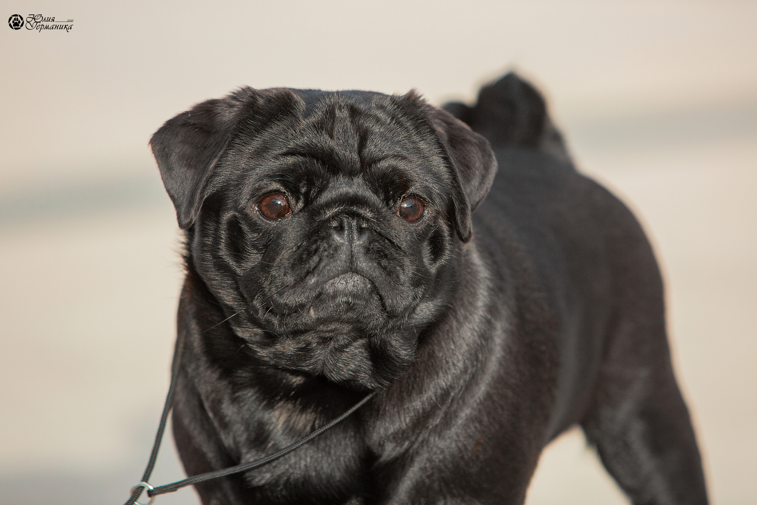 Нижний Новгород 3хCACIB 15-17 октября 2021. Фотограф-анималист Юлия Германика