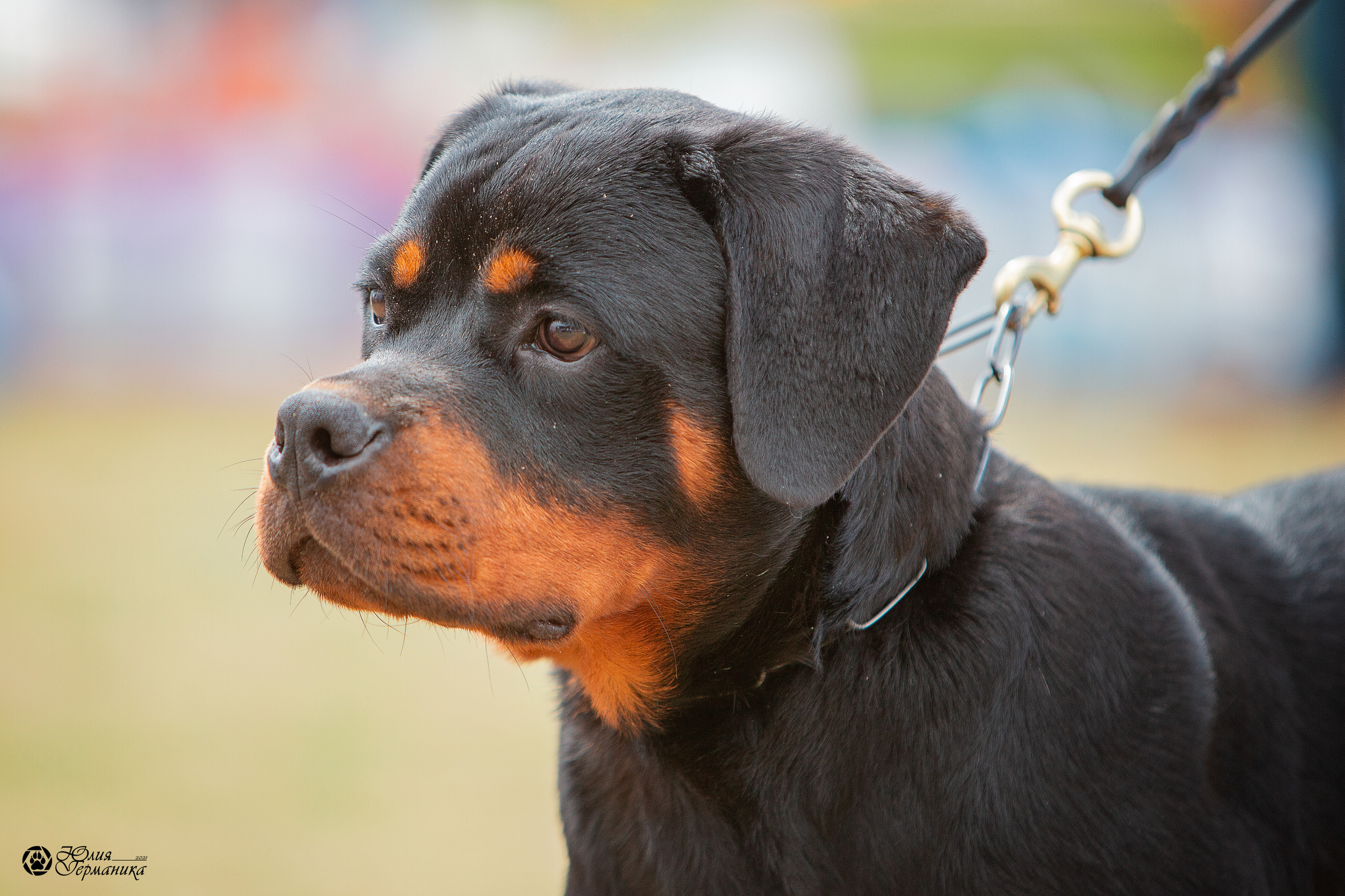 Тверь моно ротвейлеров 3-4 июля 2021. Фотограф-анималист Юлия Германика